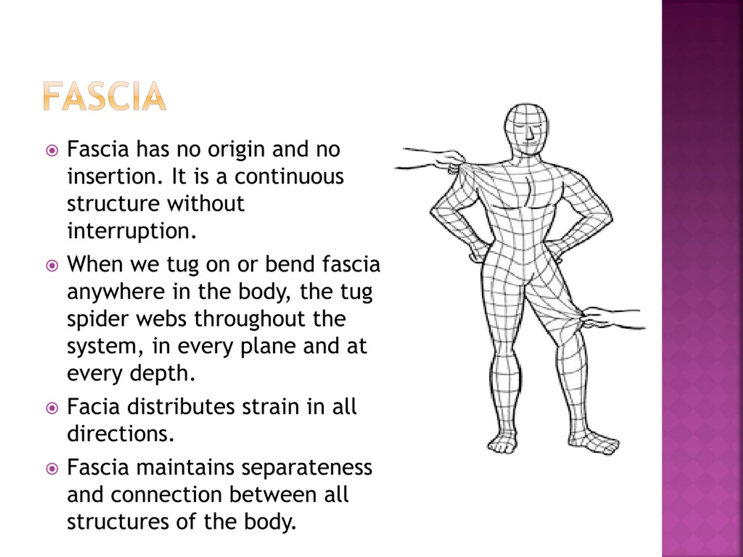 PPT Muscle And Fascia Interaction An Essential Introduction 