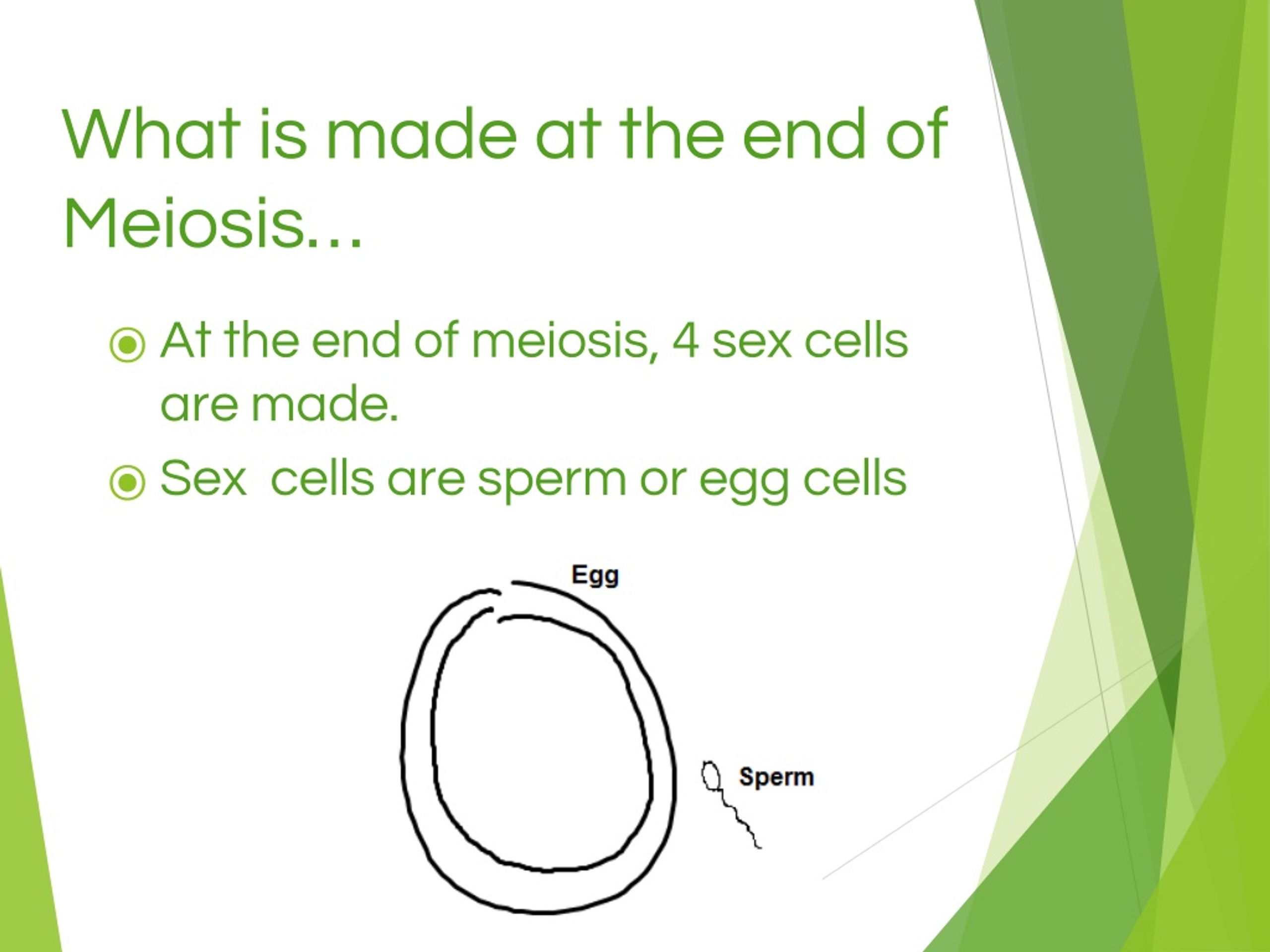 Ppt Modeling Meiosis Powerpoint Presentation Free Download Id8925504 6816