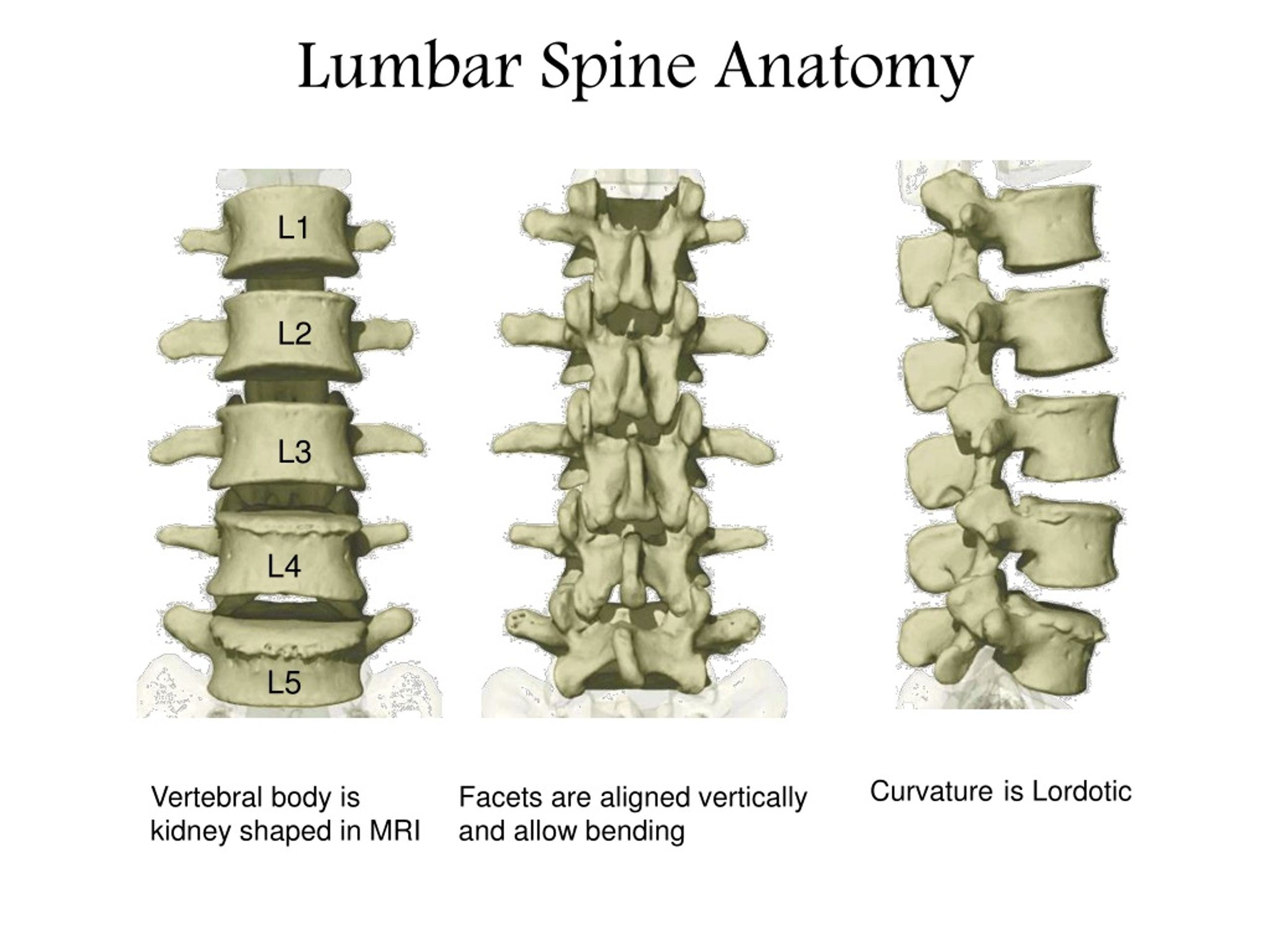 Spine crack. Диски позвонков l1-l2,l2-l3,l3-l4,l4-l5. Диски позвоночника l2 l3 l4. Позвонки l2 l5 расположение. L2, l3 и l4 позвонки.