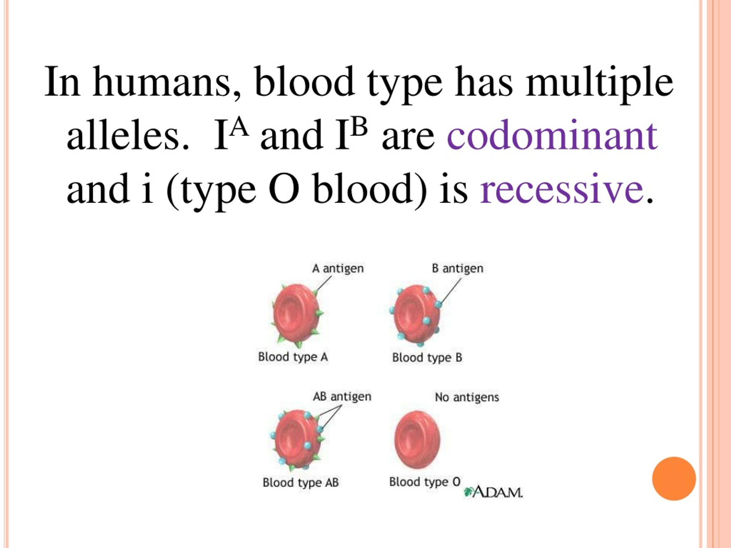 ppt-1-lethal-alleles-powerpoint-presentation-free-download-id-8929921