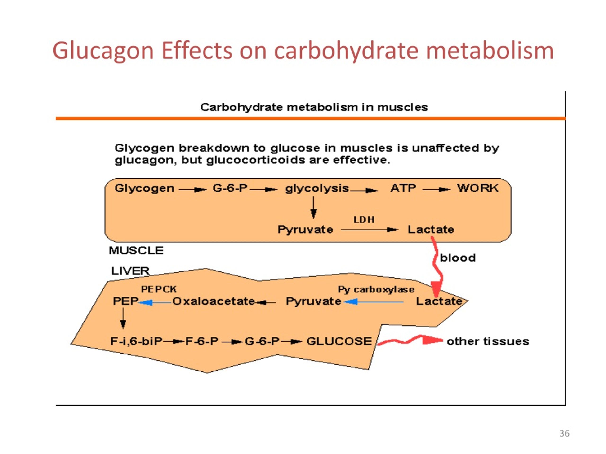 PPT - Integration of Metabolism PowerPoint Presentation, free download ...