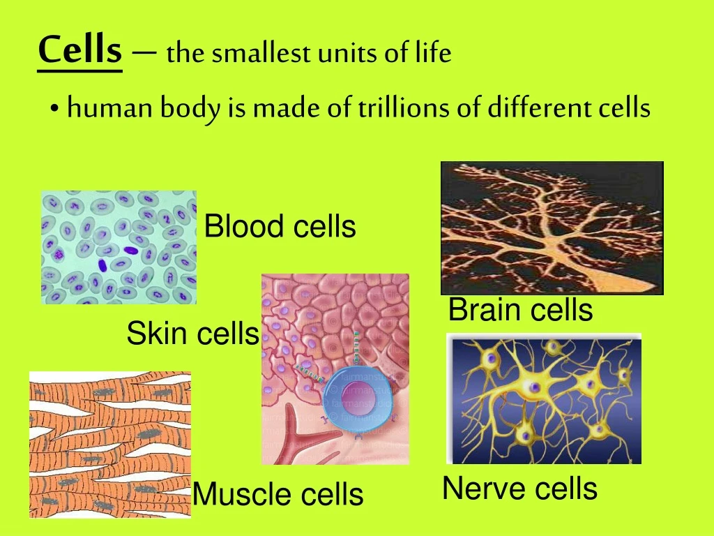 ppt-cells-the-smallest-units-of-life-powerpoint-presentation-free