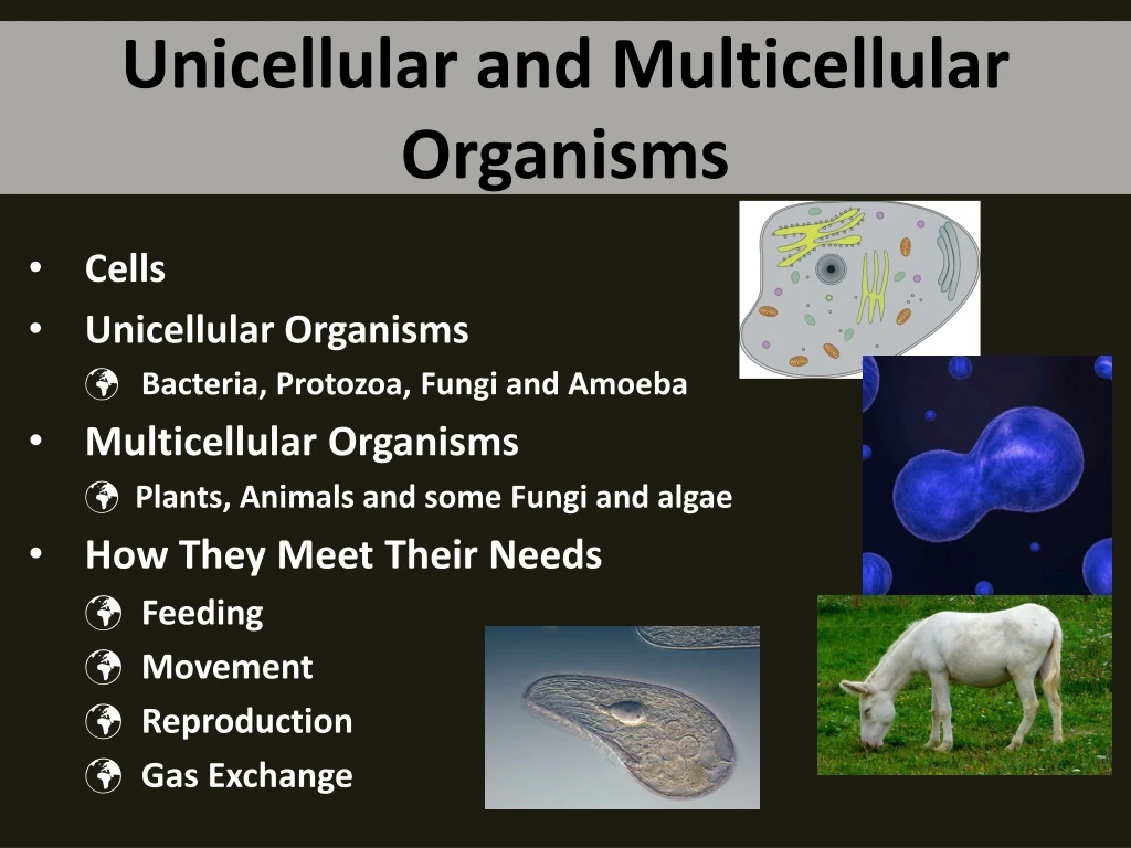 PPT - Unicellular and Multicellular Organisms PowerPoint Presentation, free  download - ID:8936732