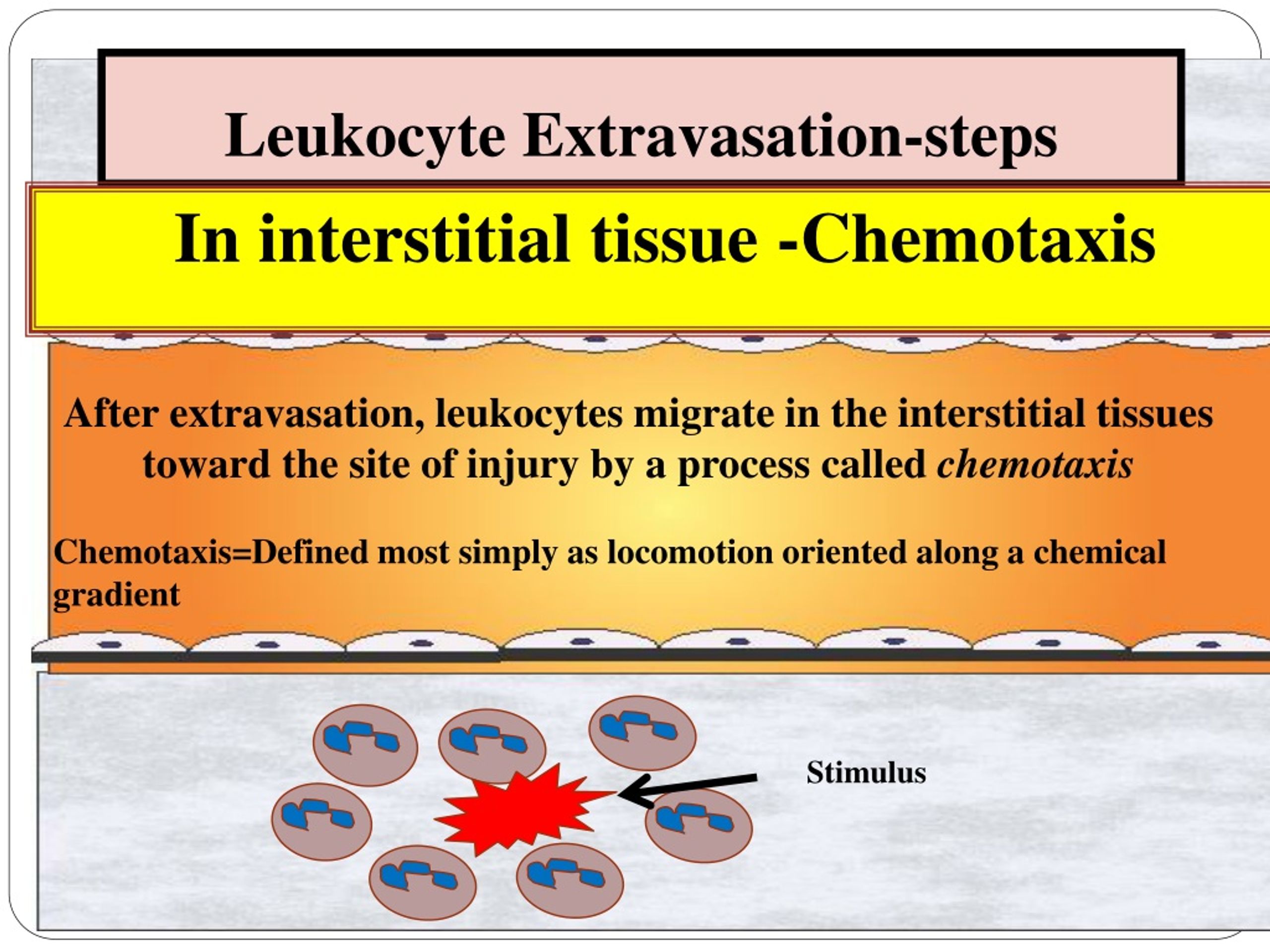 leukocyte extravasation steps