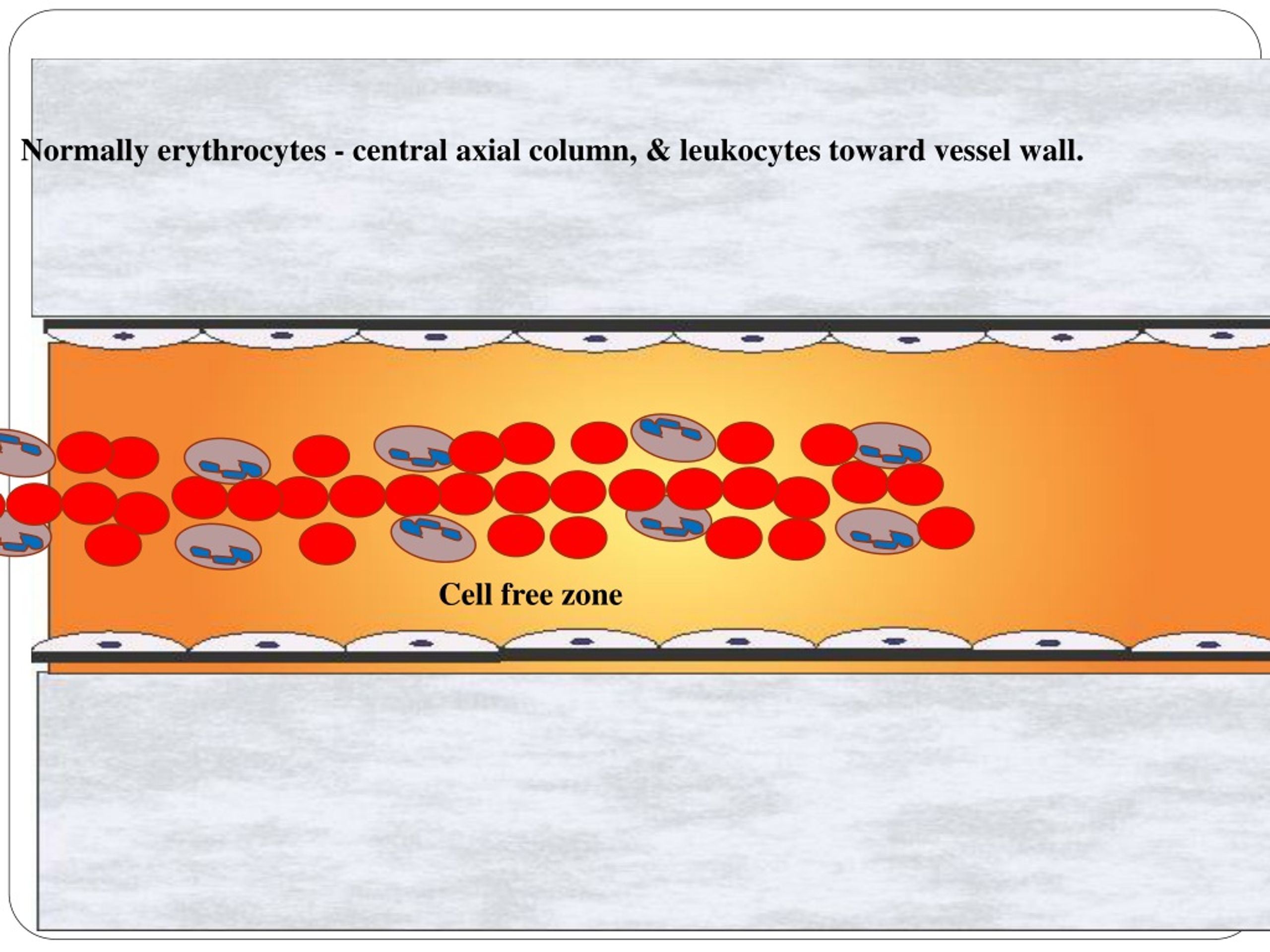 PPT Cellular events in acute inflammation PowerPoint Presentation