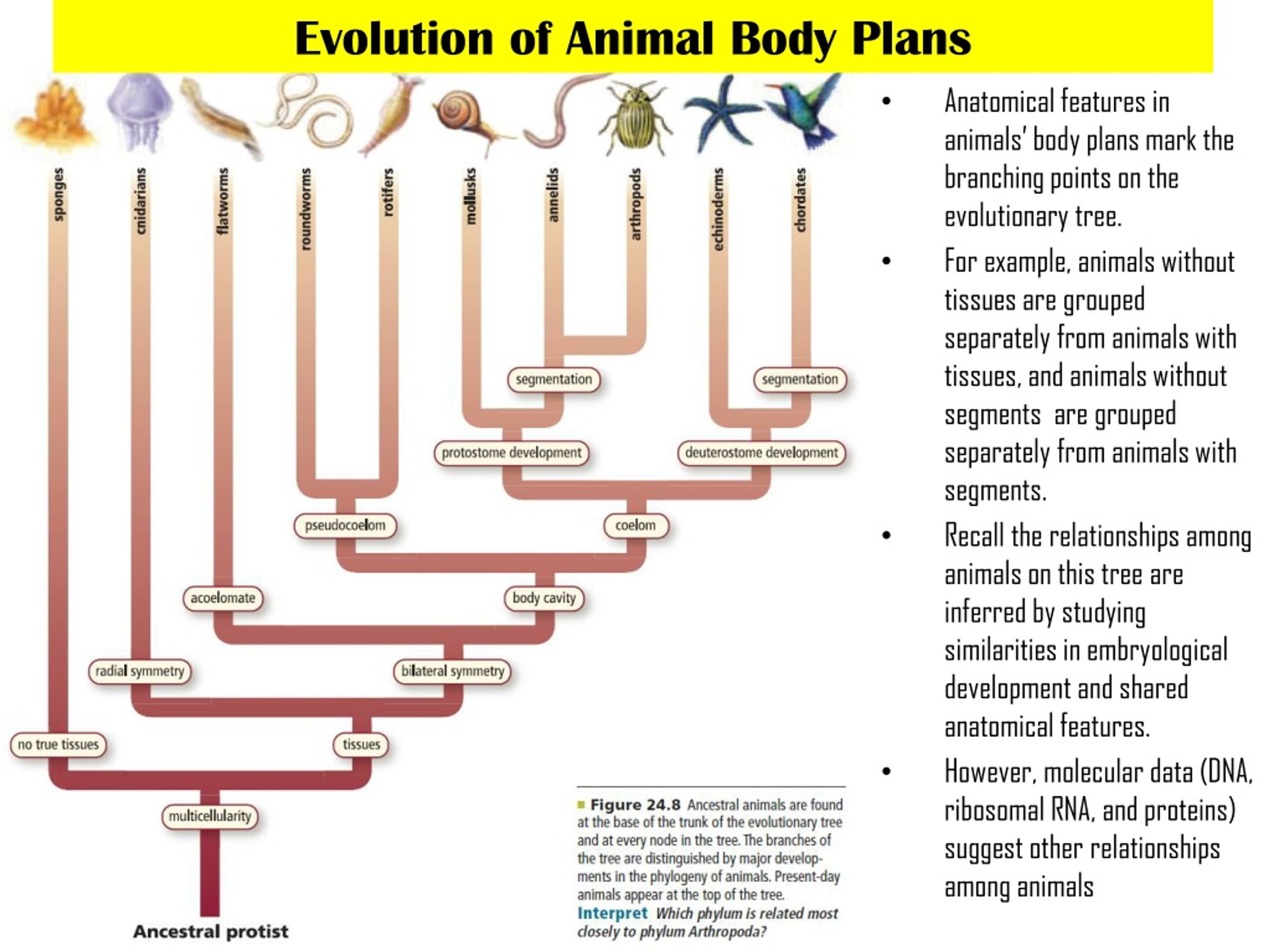 ppt-animal-body-plans-powerpoint-presentation-free-download-id-8951599