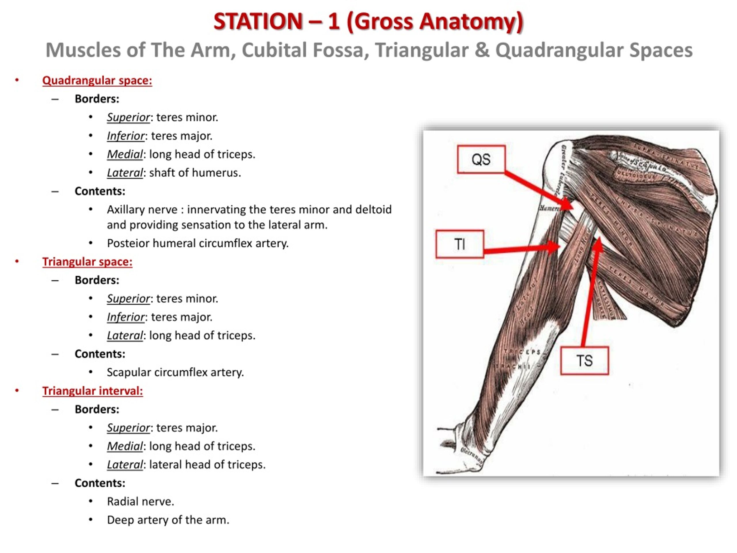 PPT - DEMO – II (Arm) PowerPoint Presentation, free download - ID:8953333