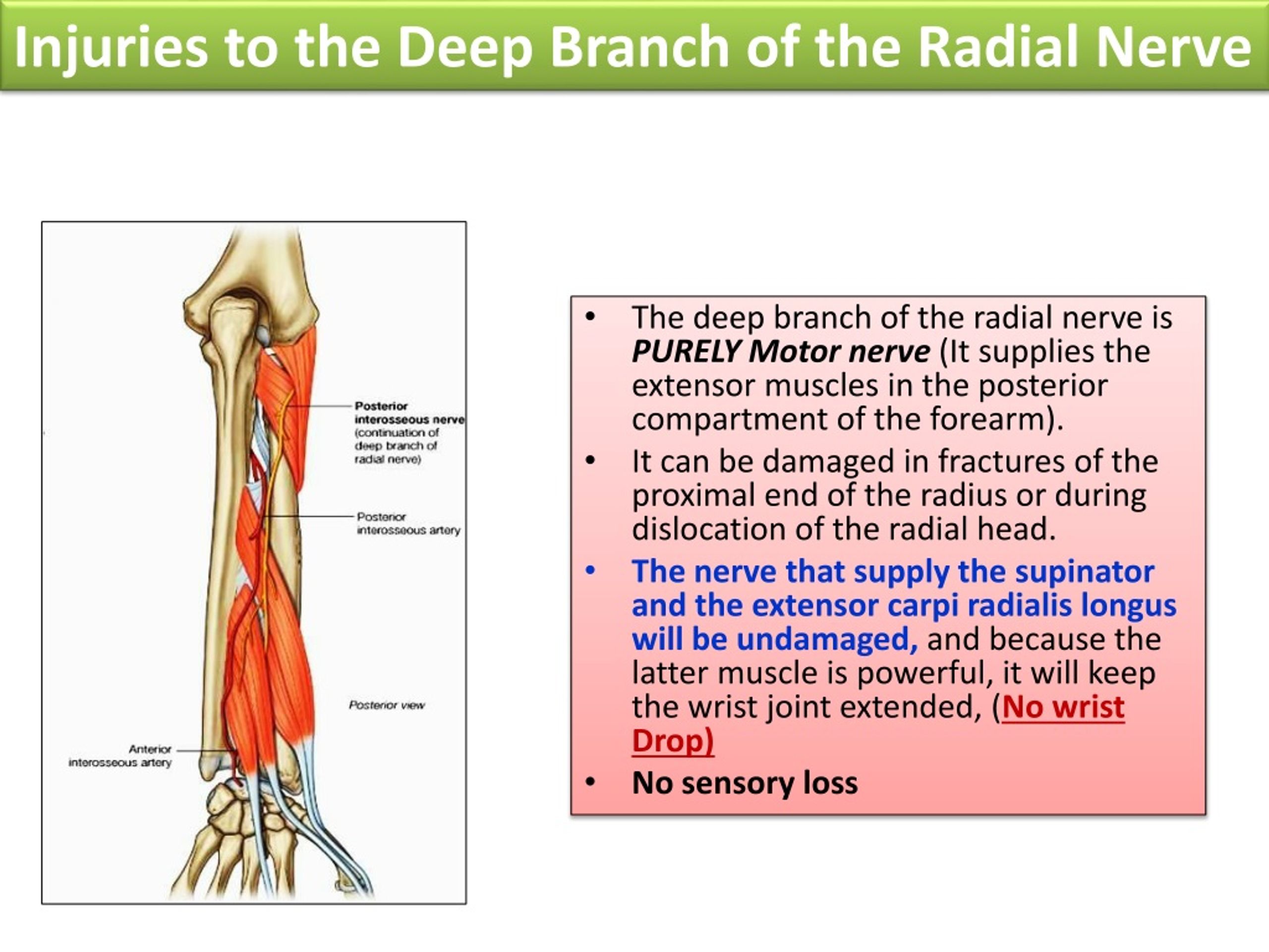 PPT - Radial & Ulnar Nerves PowerPoint Presentation, free download - ID ...