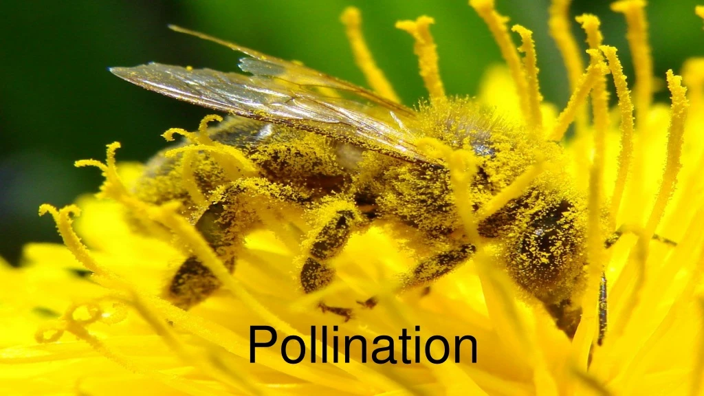 PPT - Pollination PowerPoint Presentation, free download - ID:8953714