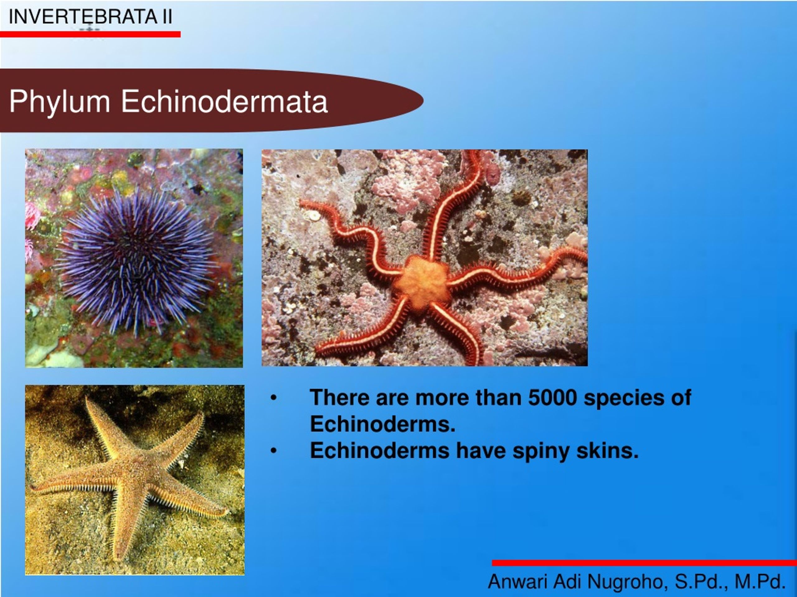 examples of phylum echinodermata