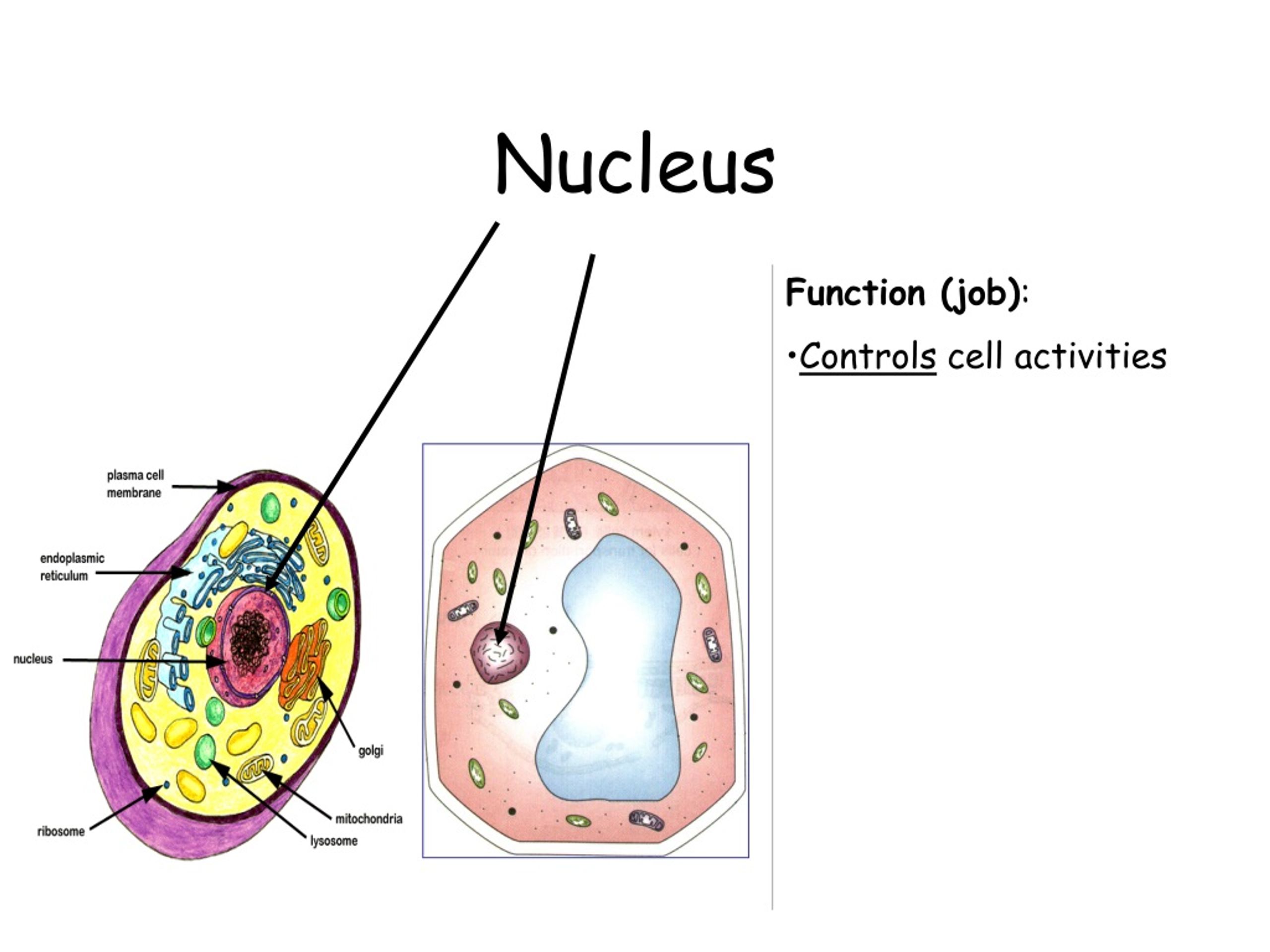 how does the nucleus communicate with the cytosol