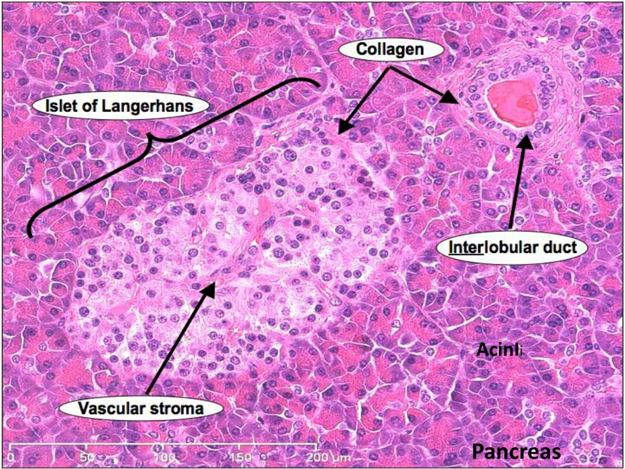 PPT - Anatomy of the liver and pancreas PowerPoint Presentation, free ...