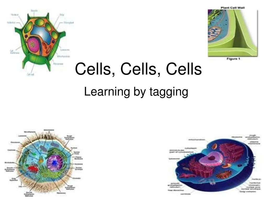 Ppt Cells Cells Cells Powerpoint Presentation Free Download Id Ppt Cells Cells Cells Powerpoint Presentation Free Download Id