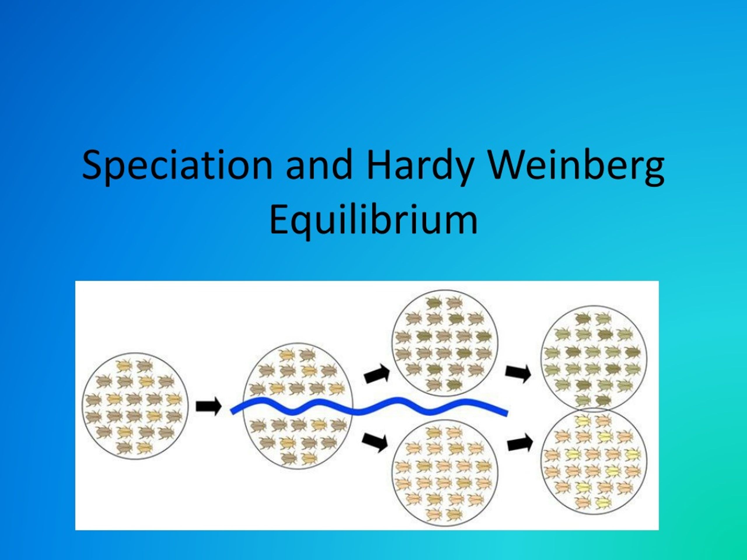 Ppt Speciation And Hardy Weinberg Equilibrium Powerpoint Presentation Id8970595 3156