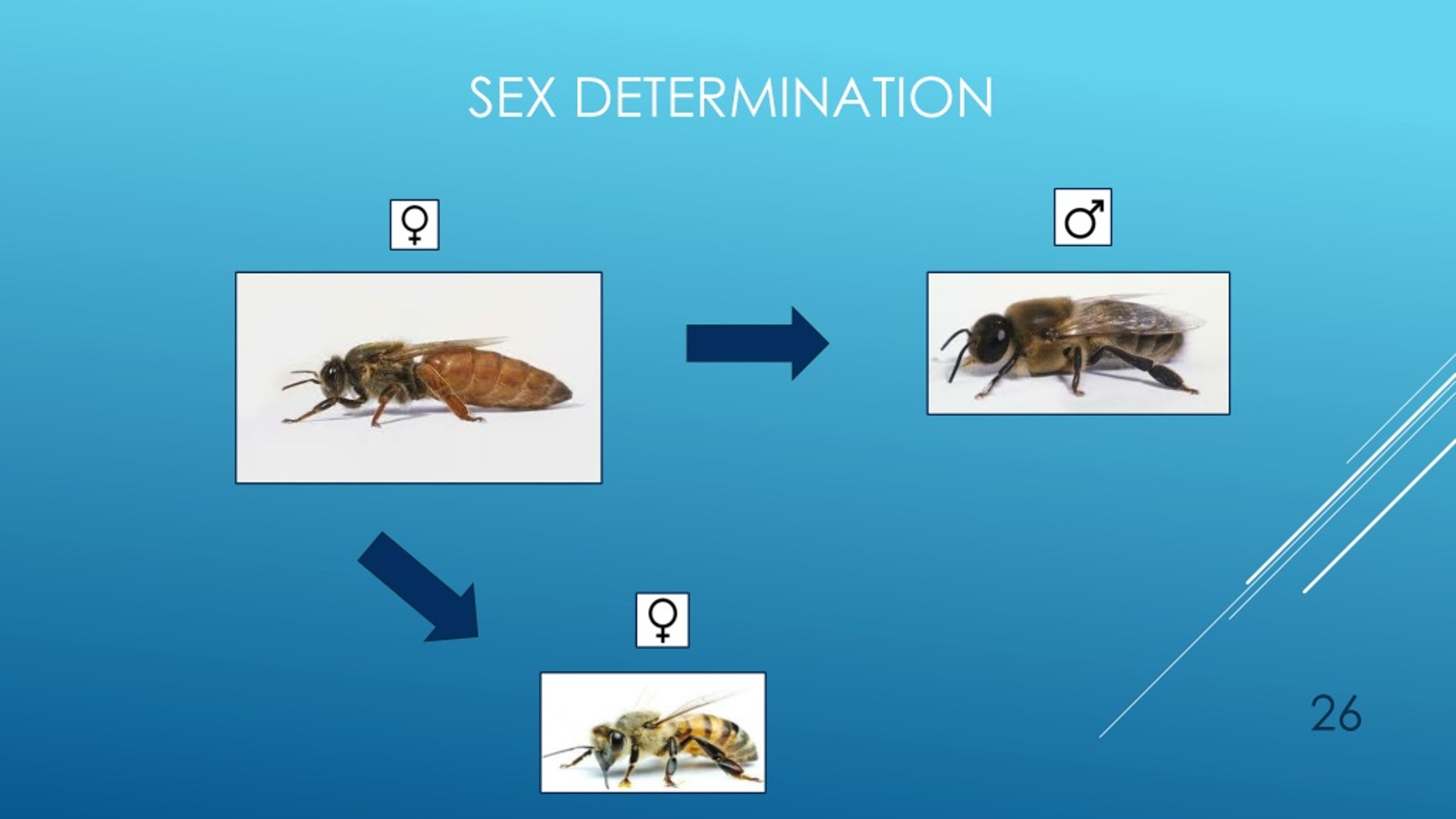 PPT - Honey Bee Biology and Behavior PowerPoint Presentation, free download  - ID:8971912