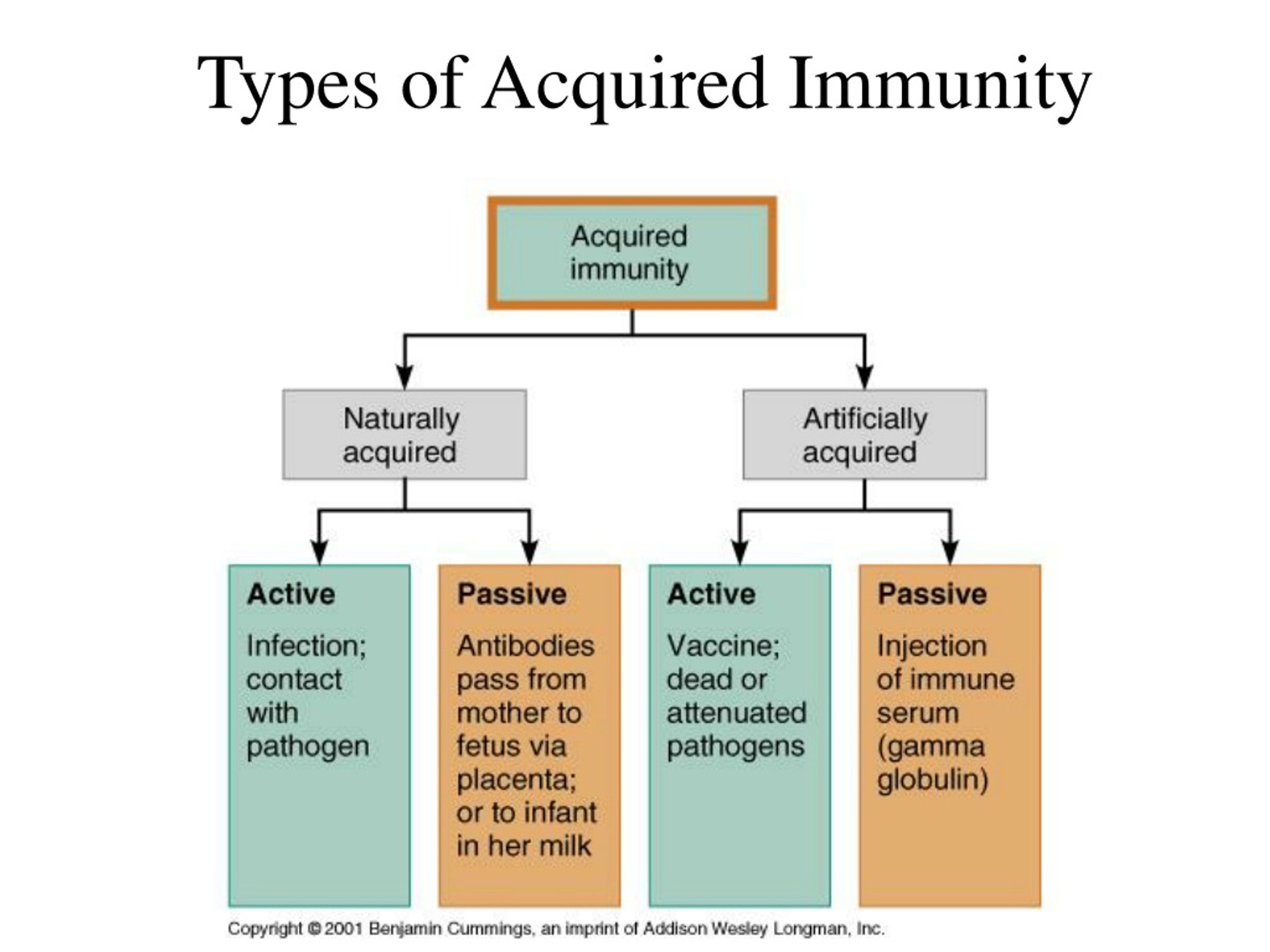 PPT - Immunity PowerPoint Presentation, free download - ID:8973596