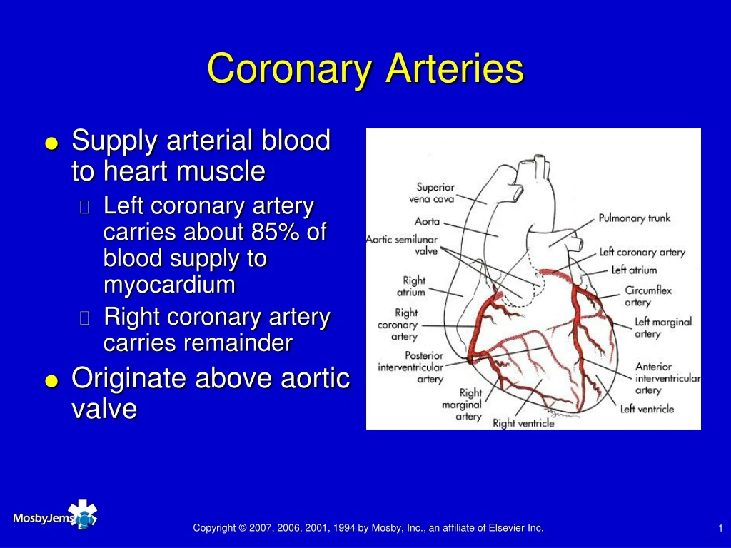 coronary arteries n.