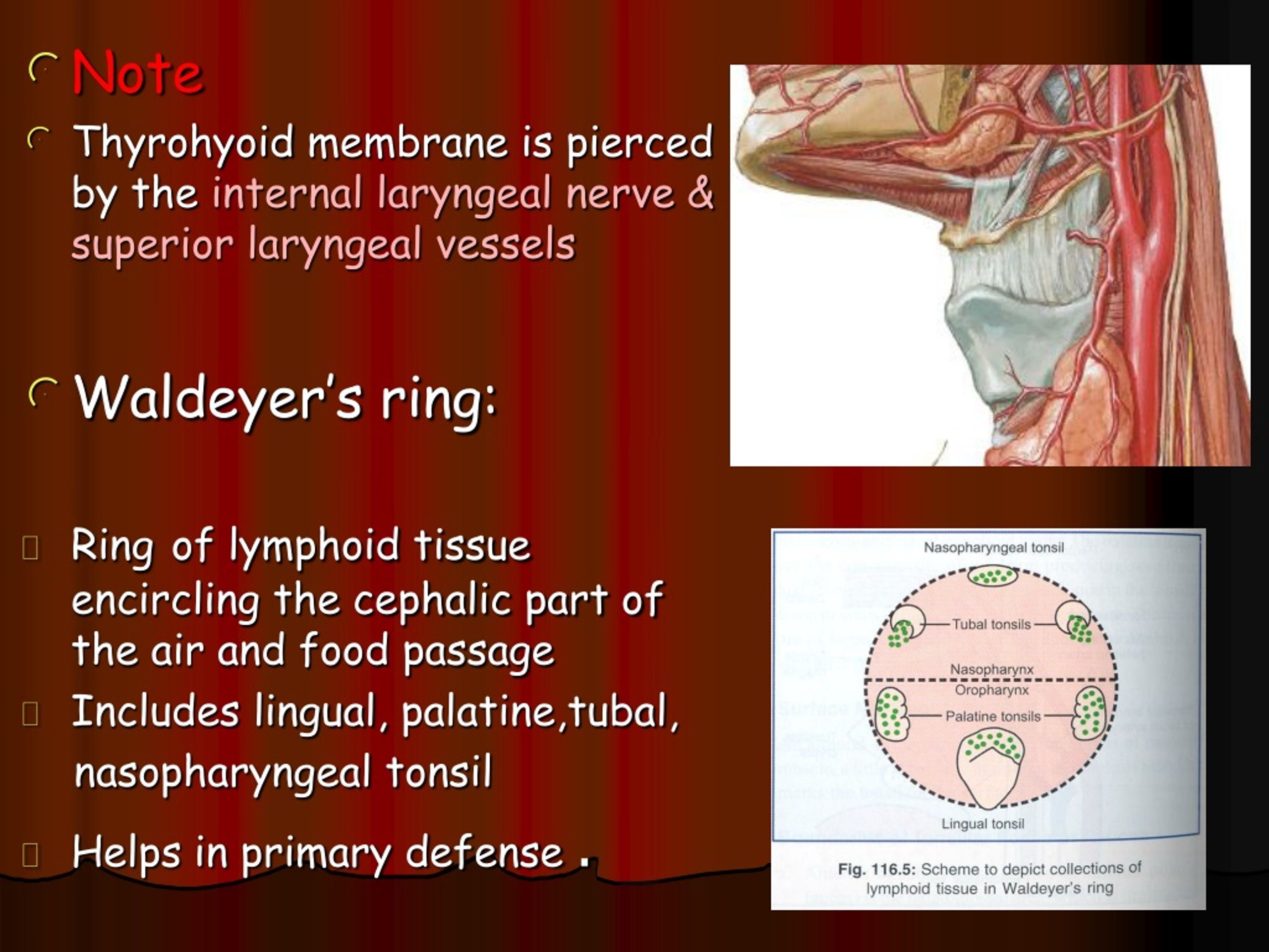 Anatomy of the pharynx and esophagus: Video & Anatomy | Osmosis