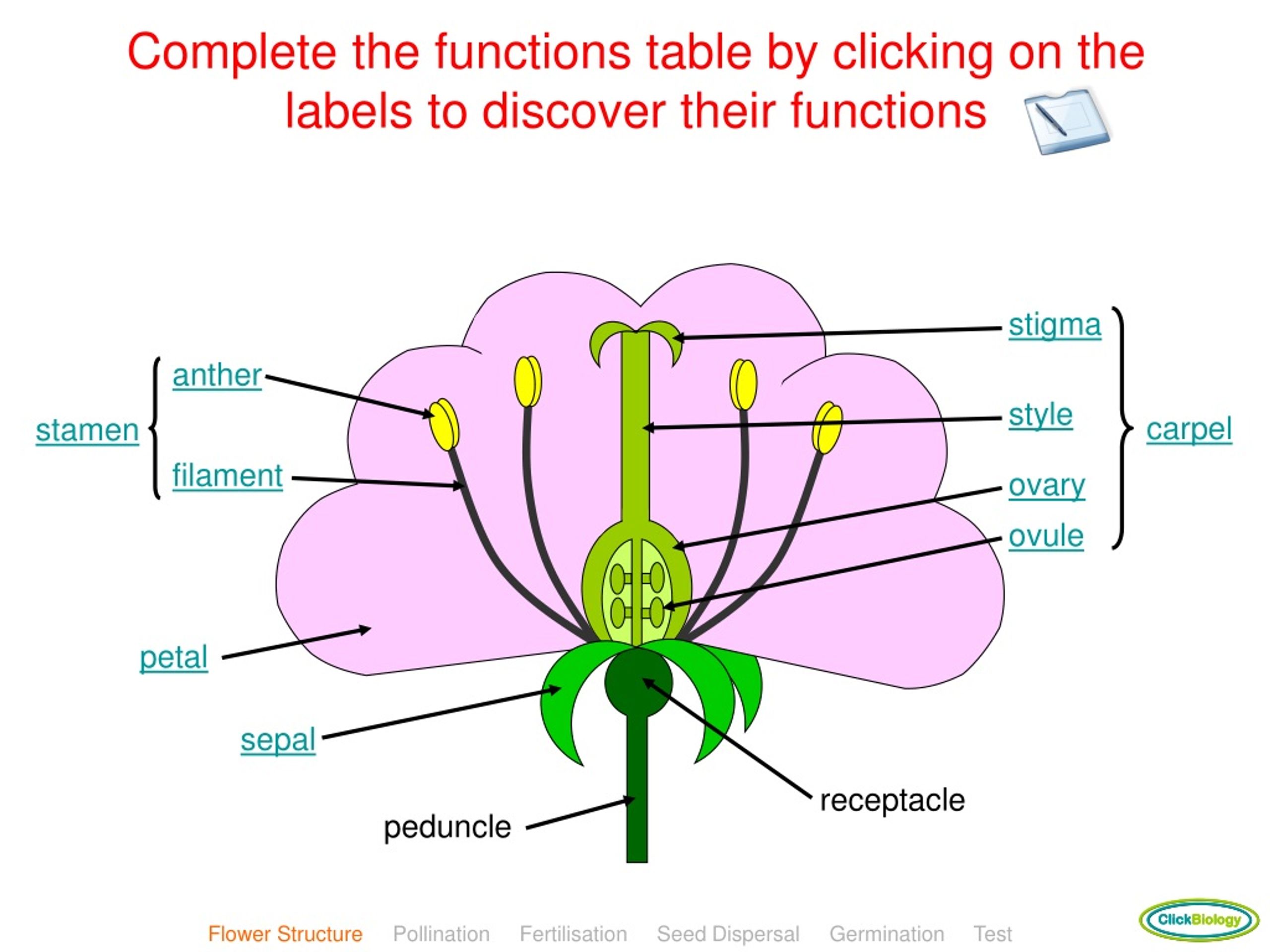 Stigma перевод. Flower structure. Flower structure and diagram. Структура цветка. Parts of Flower.