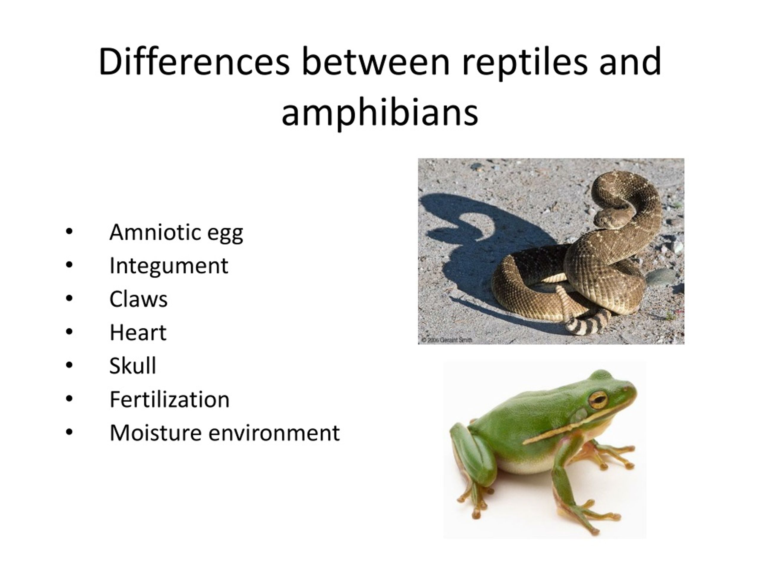 PPT - Amphibians PowerPoint Presentation, free download - ID:8984416