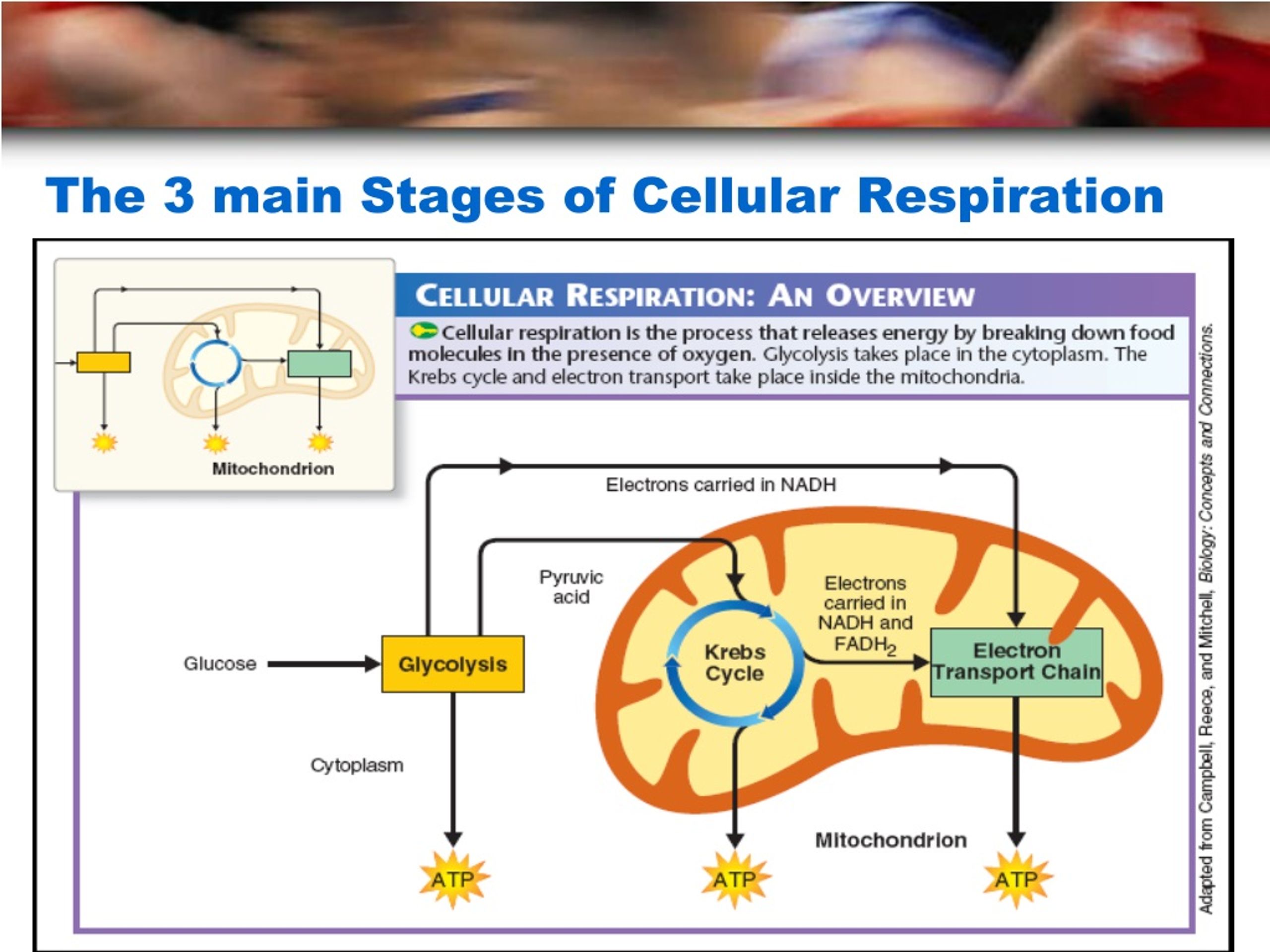 What Are The 3 Main Stages Of Cellular Respiration