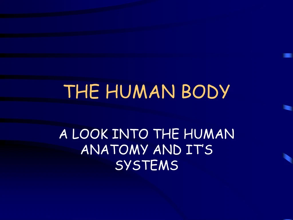 PPT - THE HUMAN BODY PowerPoint Presentation, free download - ID:9000246