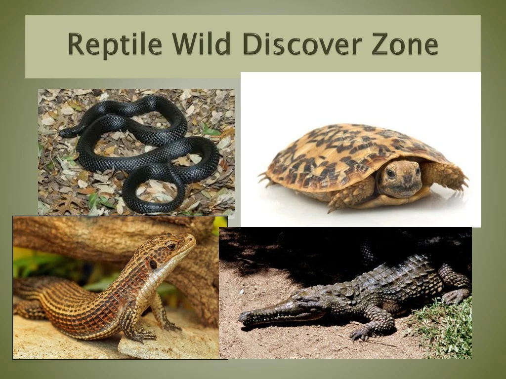 Ppt - Reptile Wild Discover Zone Powerpoint Presentation, Free Download 