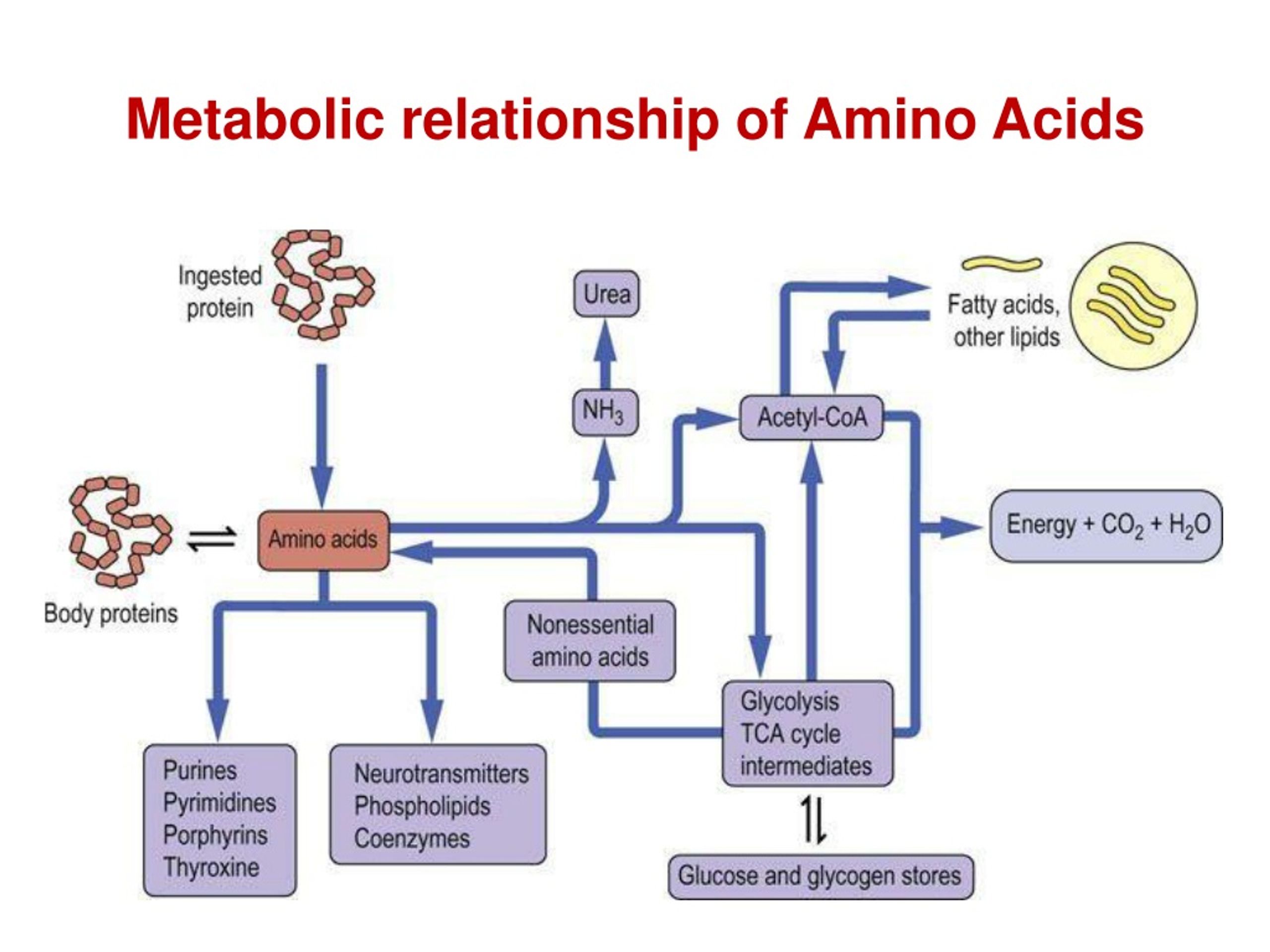 Ppt Biosynthesis Of Amino Acids Powerpoint Presentation Free