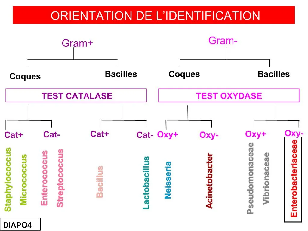 PPT - Gram PowerPoint Presentation, Free Download - ID:905573