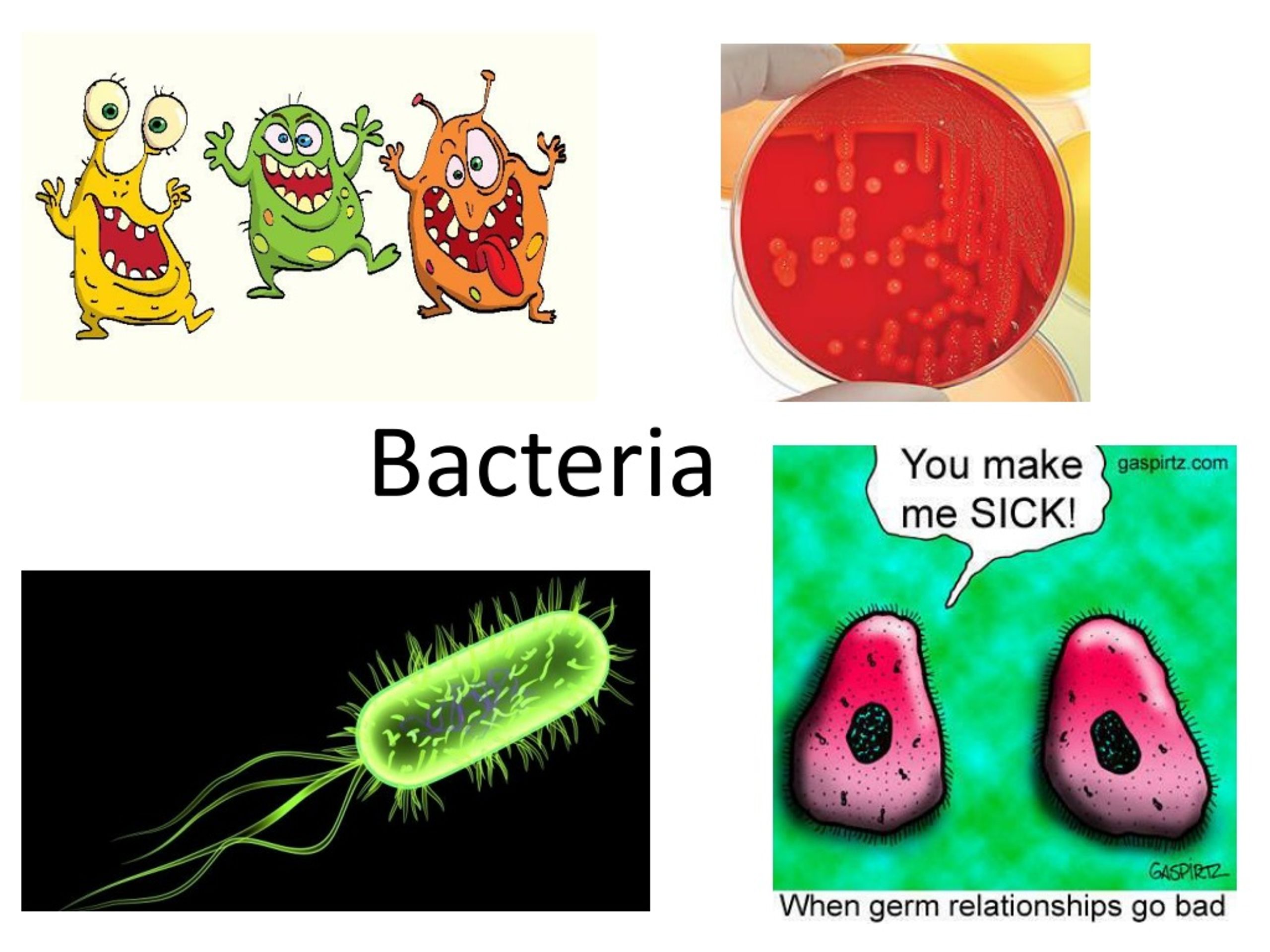 PPT - Bacteria PowerPoint Presentation, free download - ID:9070424