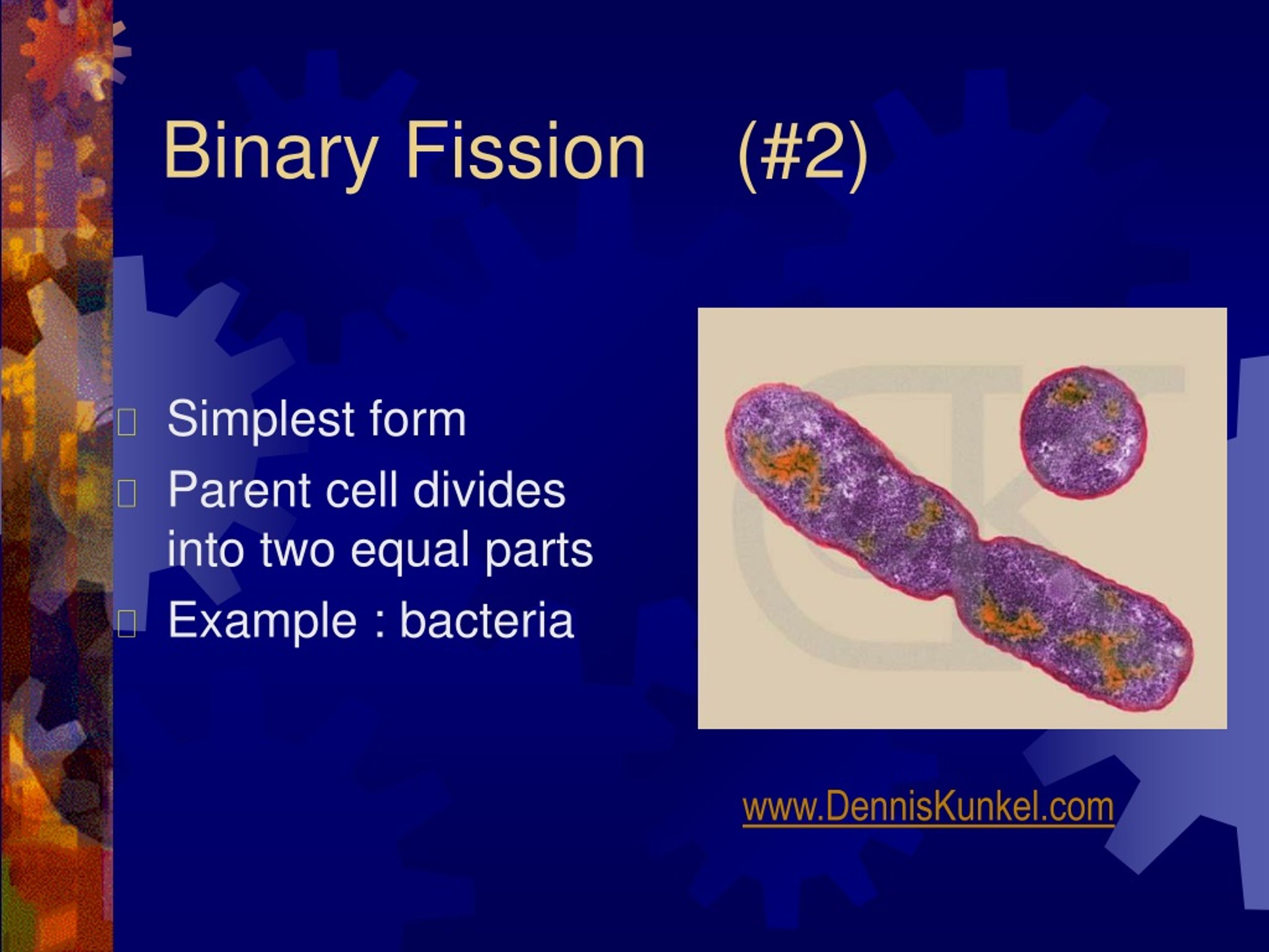 Ppt Asexual Reproduction Powerpoint Presentation Free Download Id 9071843