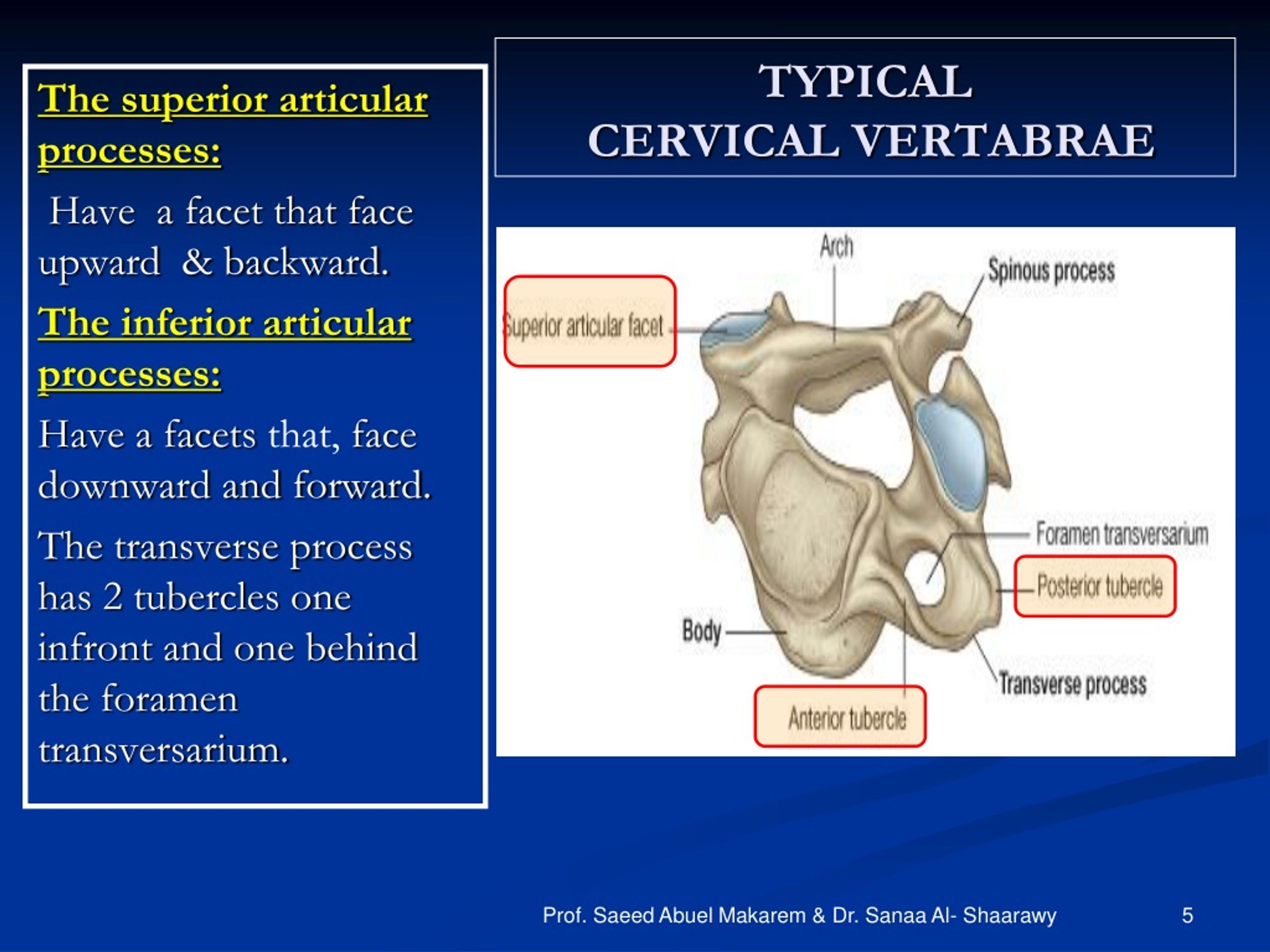 PPT - CERVICAL VERTEBRAE PowerPoint Presentation, free download - ID ...