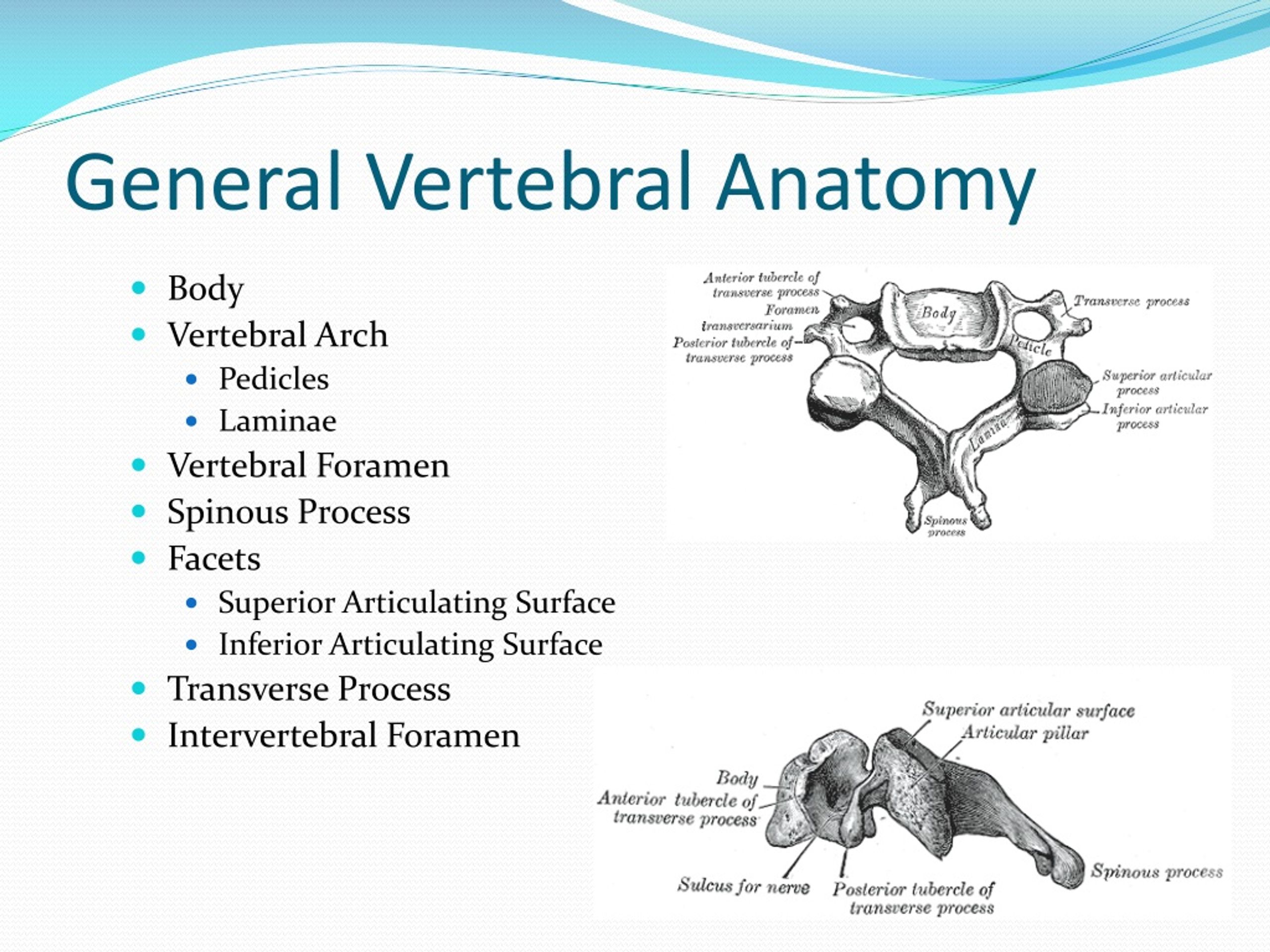 PPT - Anatomy of the Spine and Back PowerPoint Presentation, free