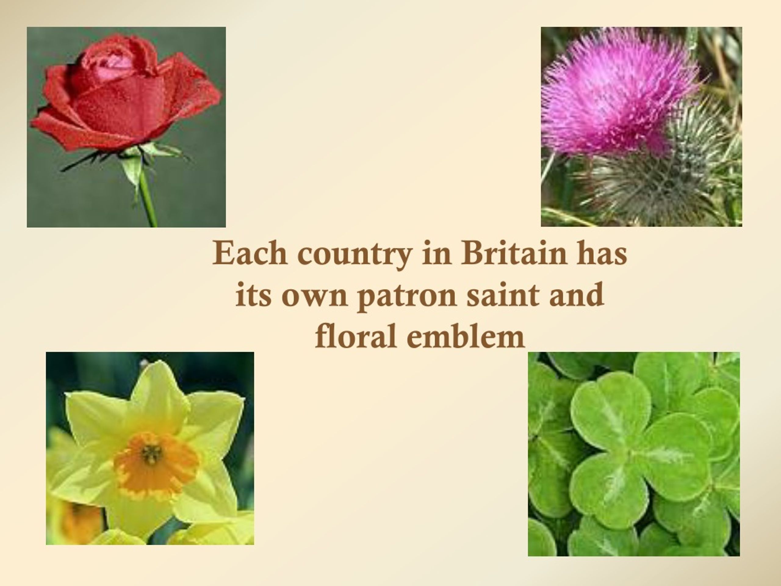 Each country has. Символы стран Великобритании. Символы частей Великобритании цветки. Растение символ Англии.