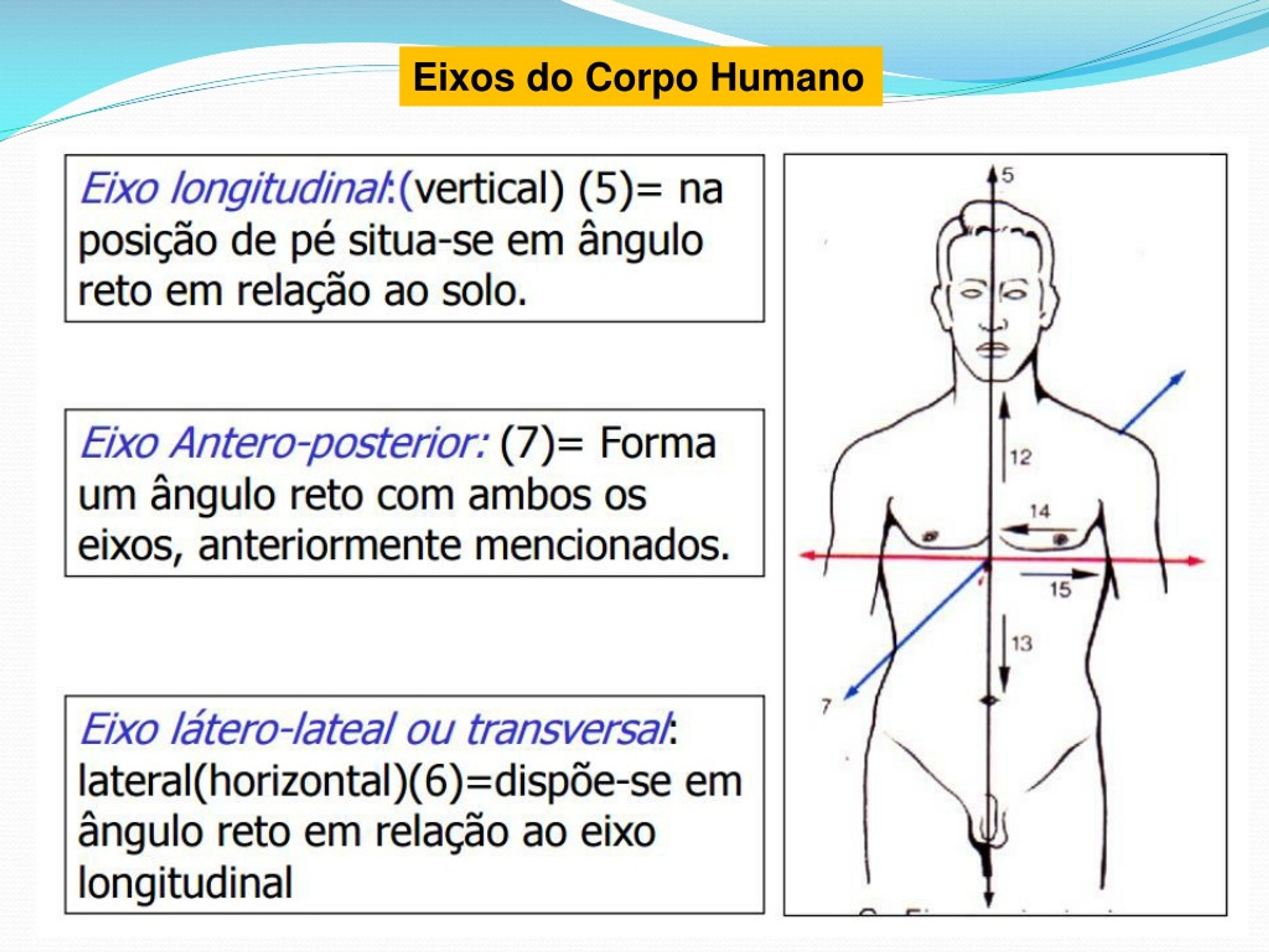 Ppt Elementos De Anatomia Anatomia Humana Powerpoint Presentation