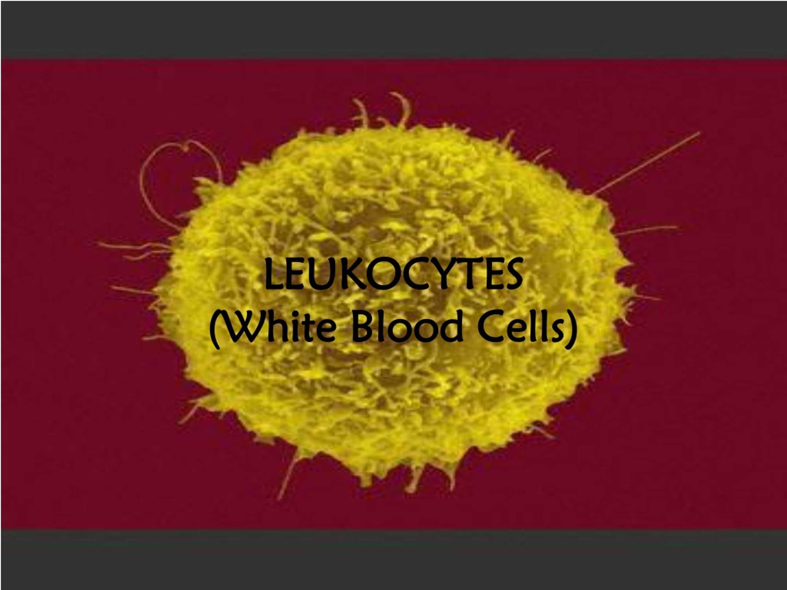 PPT - LEUKOCYTES (White Blood Cells) PowerPoint Presentation, Free ...