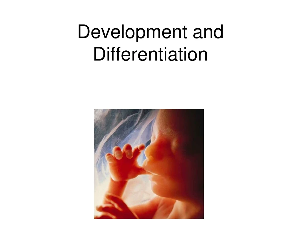 developmental differentiation hypothesis