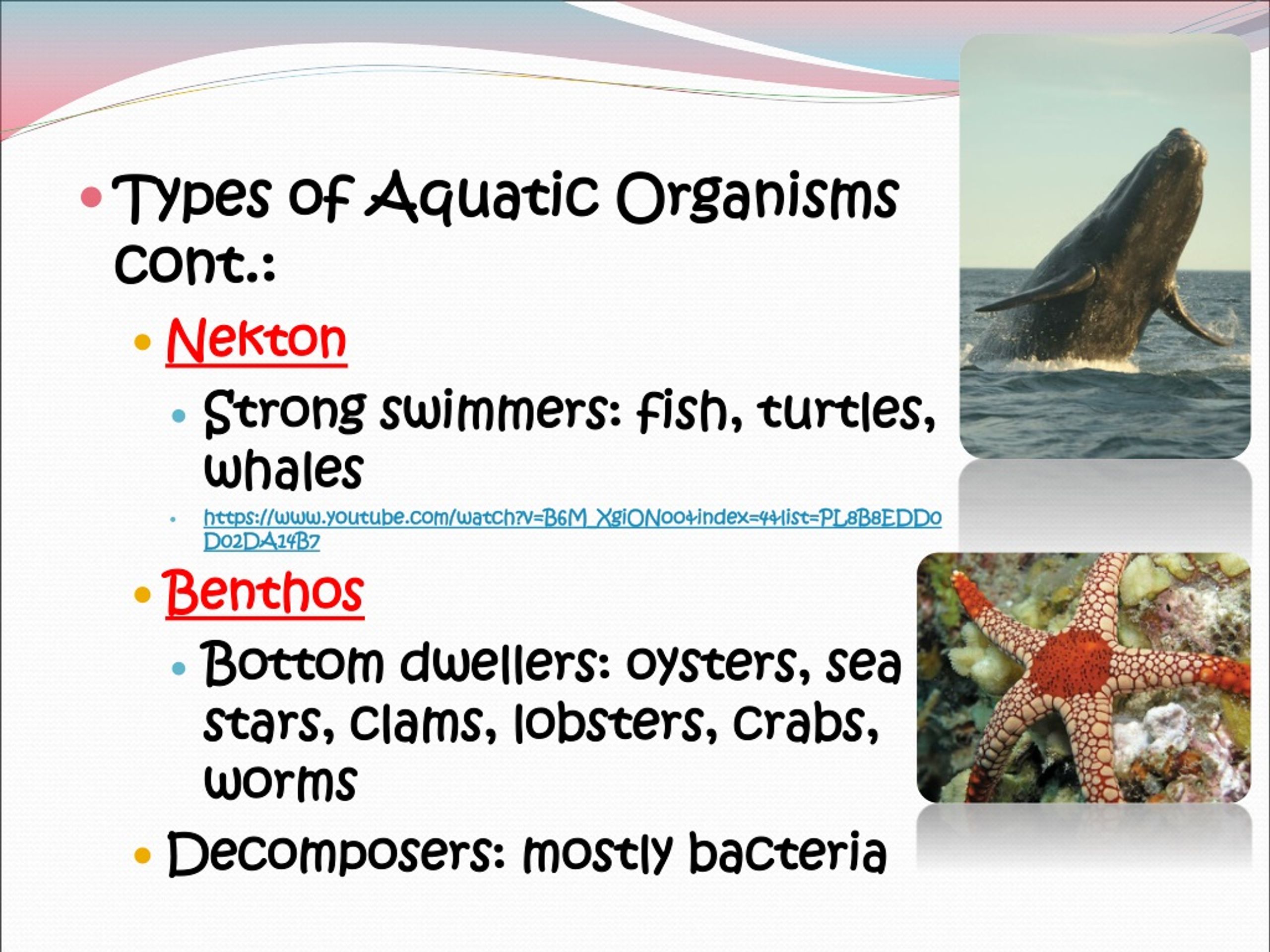 PPT - Aquatic Life Zones PowerPoint Presentation, free download - ID ...