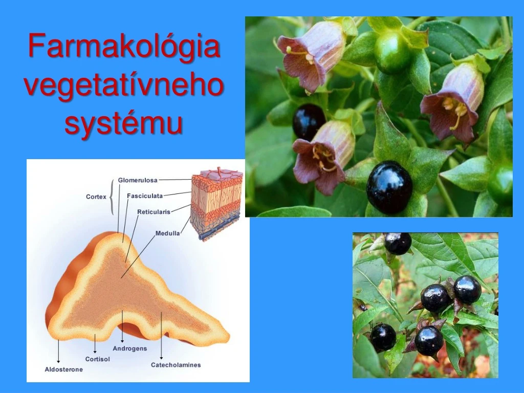 PPT Farmakológia vegetatívneho systému PowerPoint Presentation free download ID