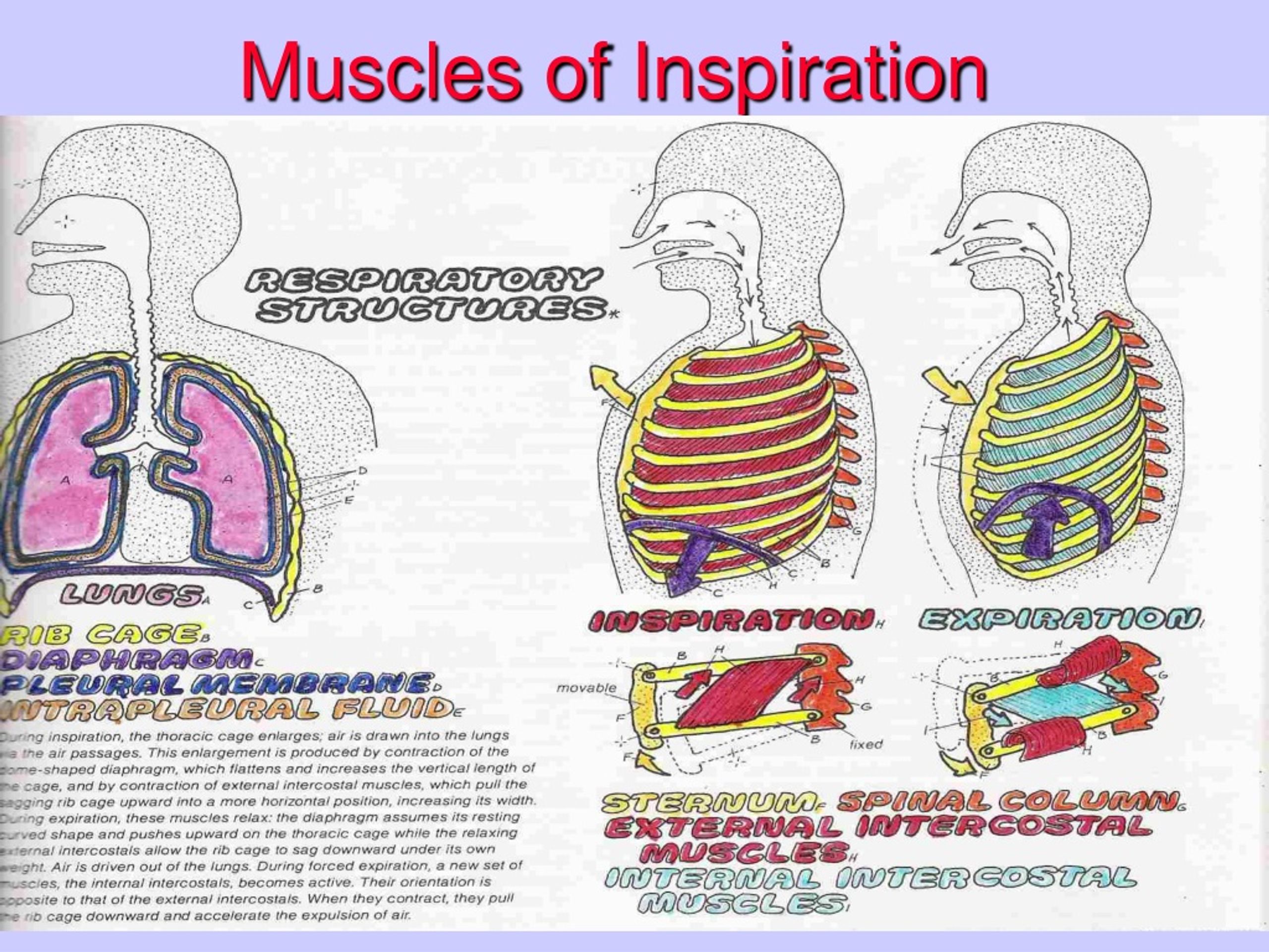 PPT - Breathing exercises Mazyad Alotaibi PowerPoint Presentation, free ...