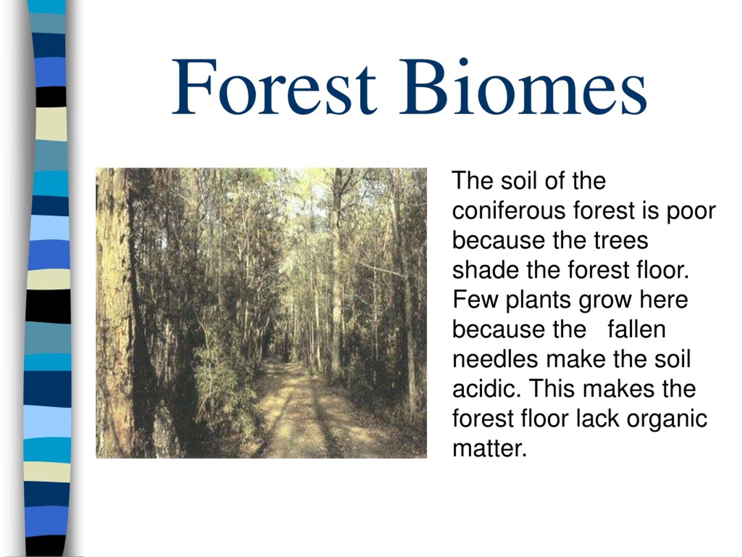 PPT - Ch. 9 Forest Biomes PowerPoint Presentation, free download - ID ...