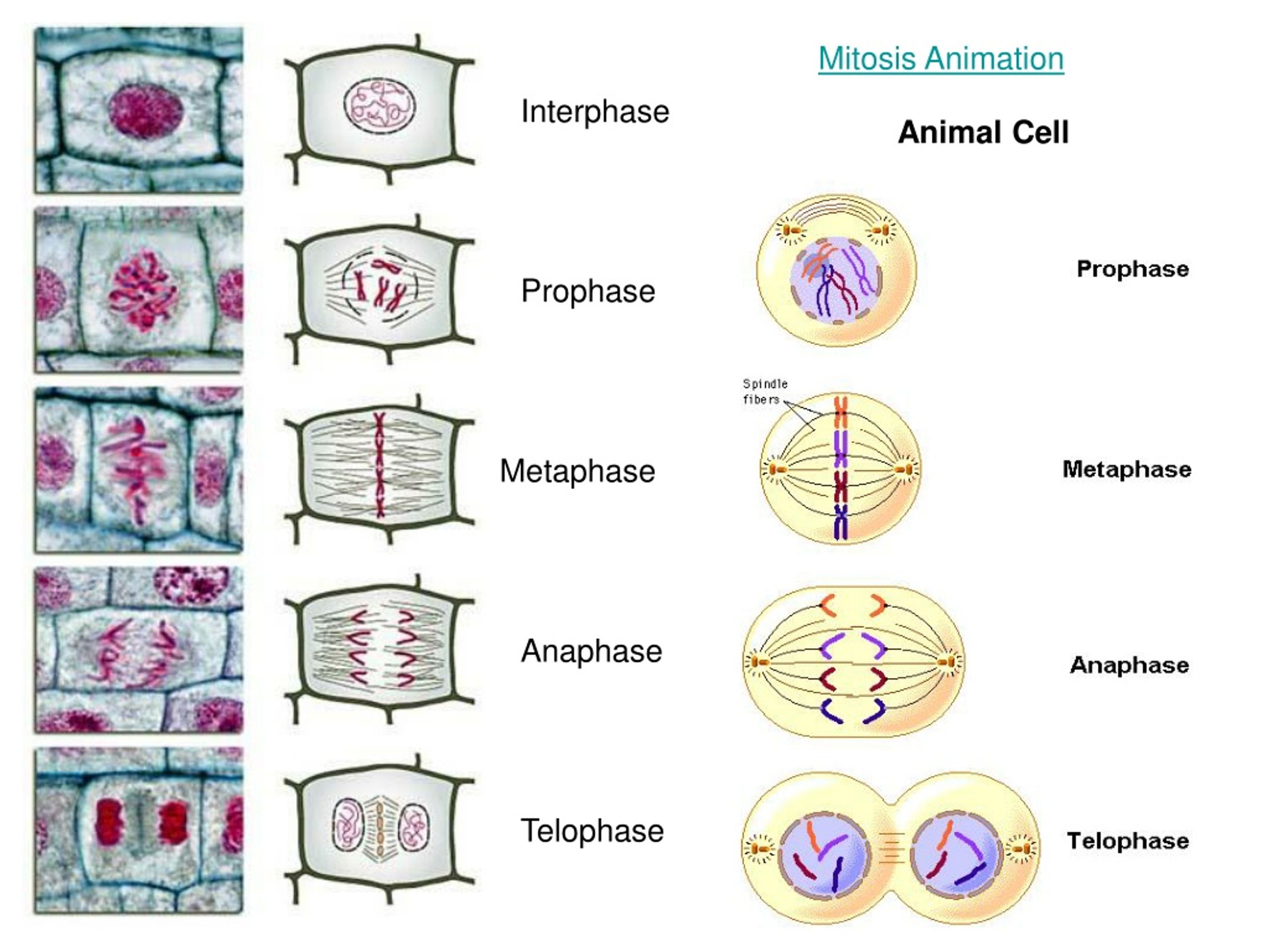 PPT Exploring Cell Growth Division Limits Chromosomes Mitosis 