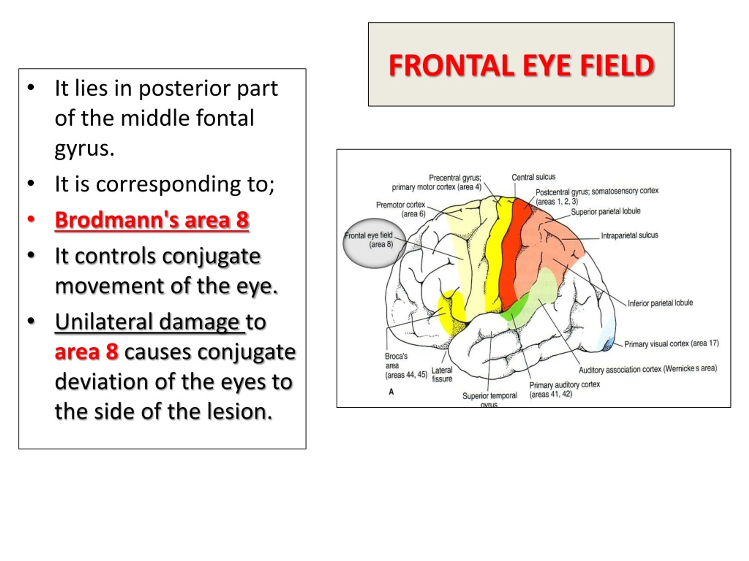 Field перевести. Frontal Eye field. Frontal Eye field gyrus атлас. Field перевод. Posterior parietal Association Cortex на русском.