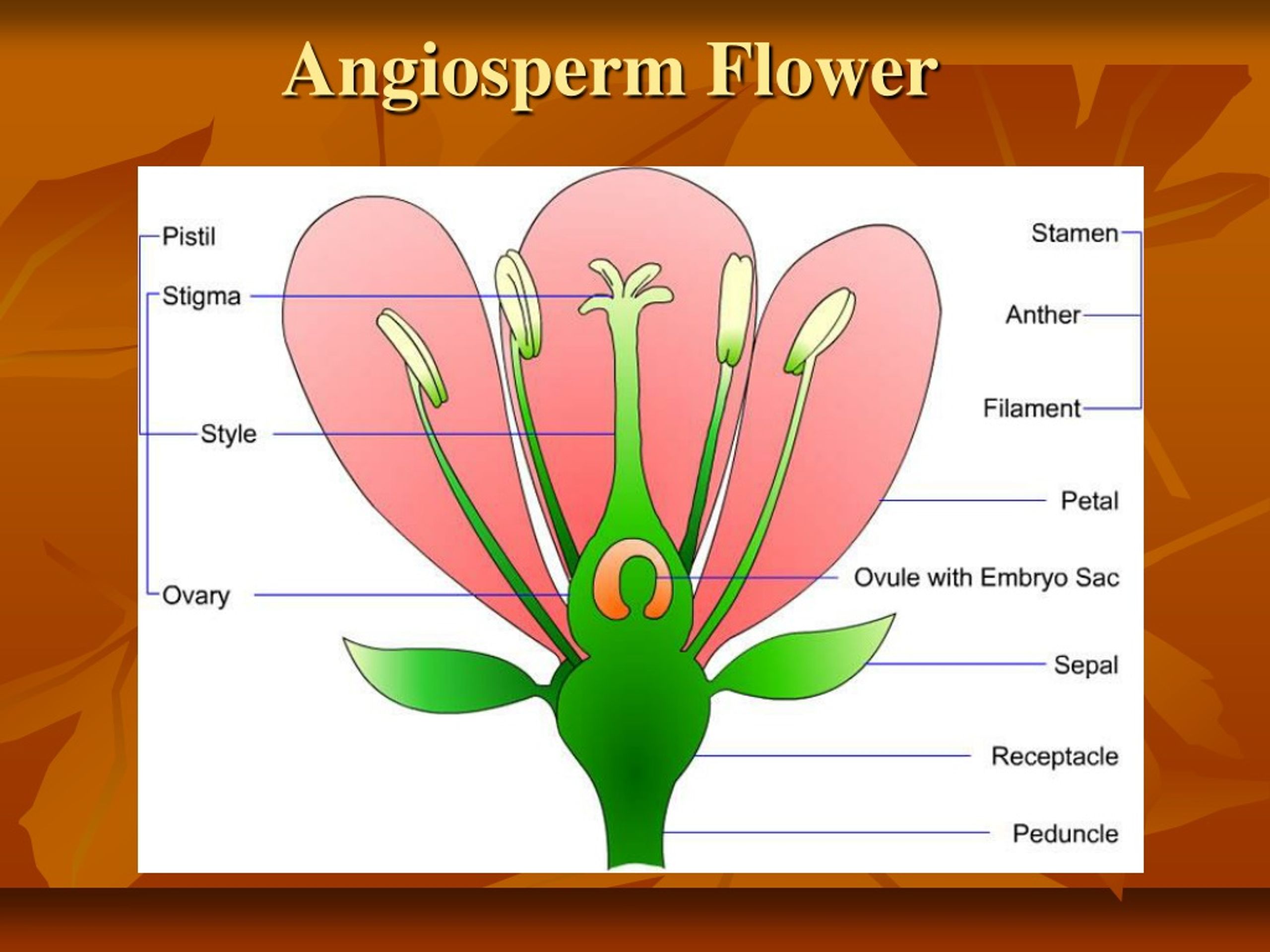 PPT - Angiosperms PowerPoint Presentation, Free Download - ID:9094891