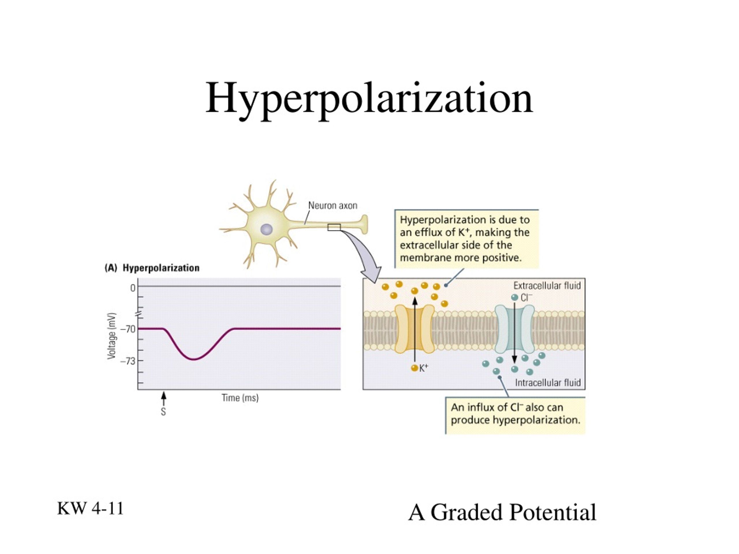 Ppt Review Neural Communication Powerpoint Presentation Free Download Id 9096871