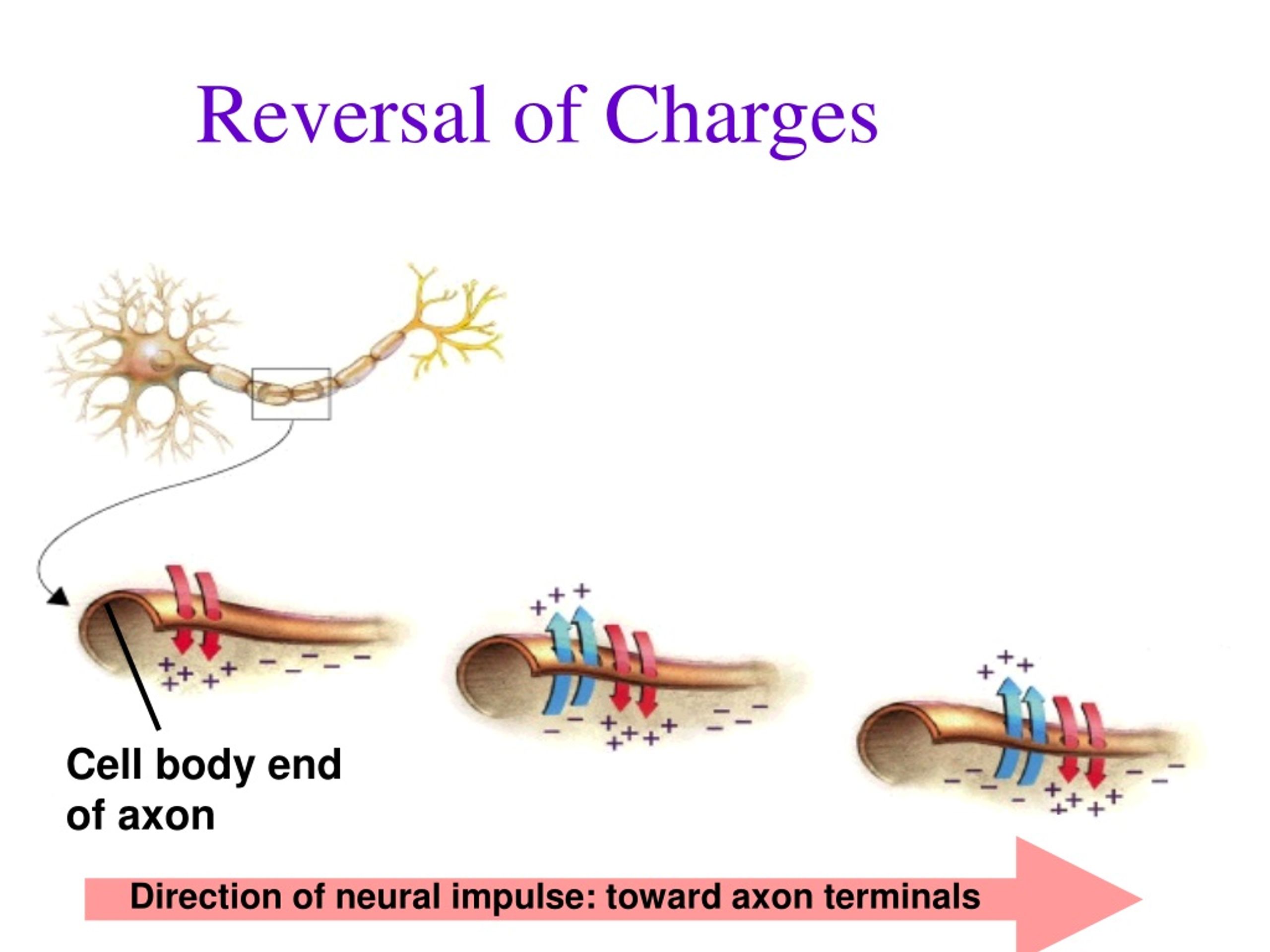 Ppt Review Neural Communication Powerpoint Presentation Free Download Id 9096871