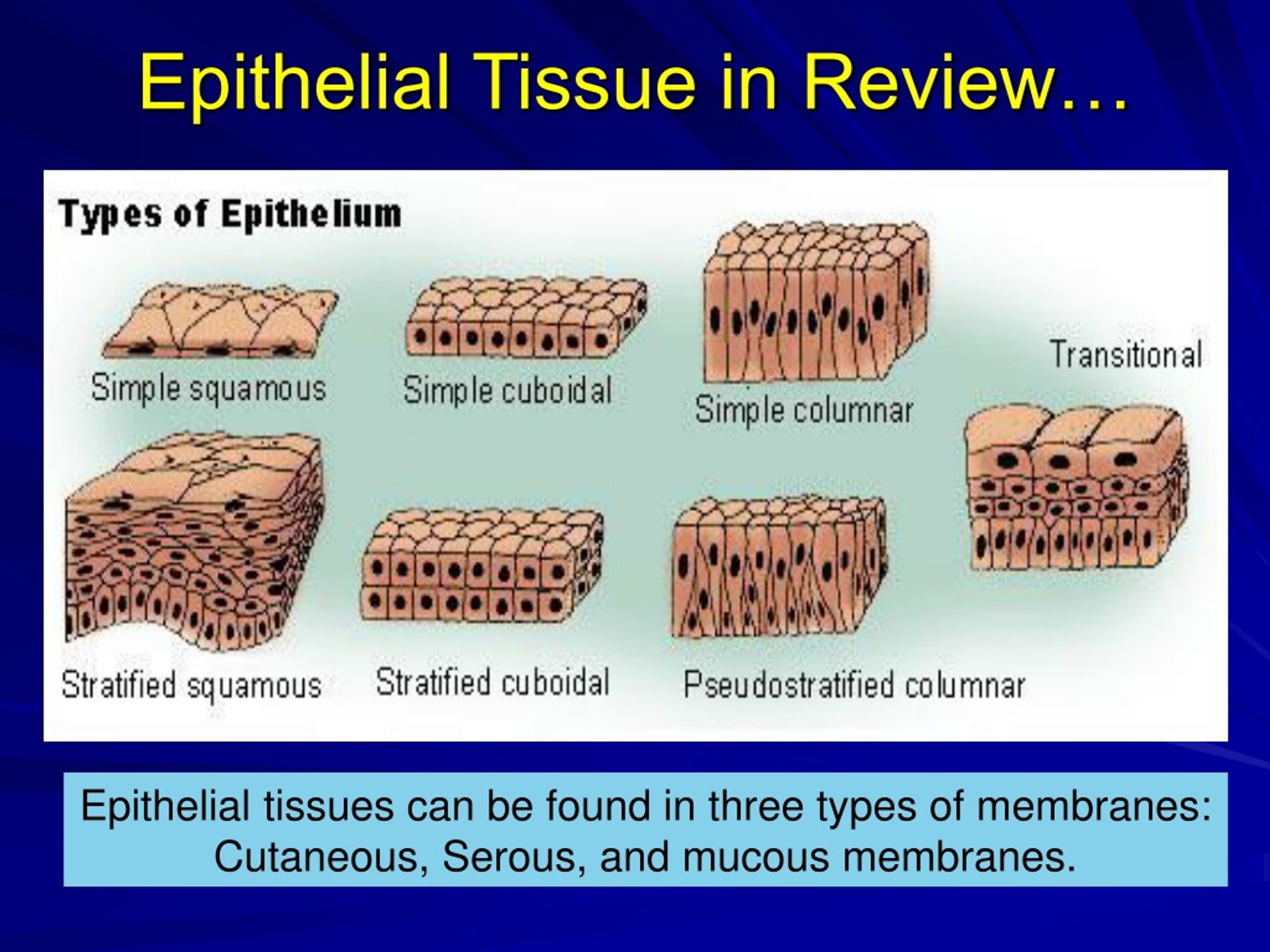 PPT - Epithelial Tissue PowerPoint Presentation, free download - ID:9097606