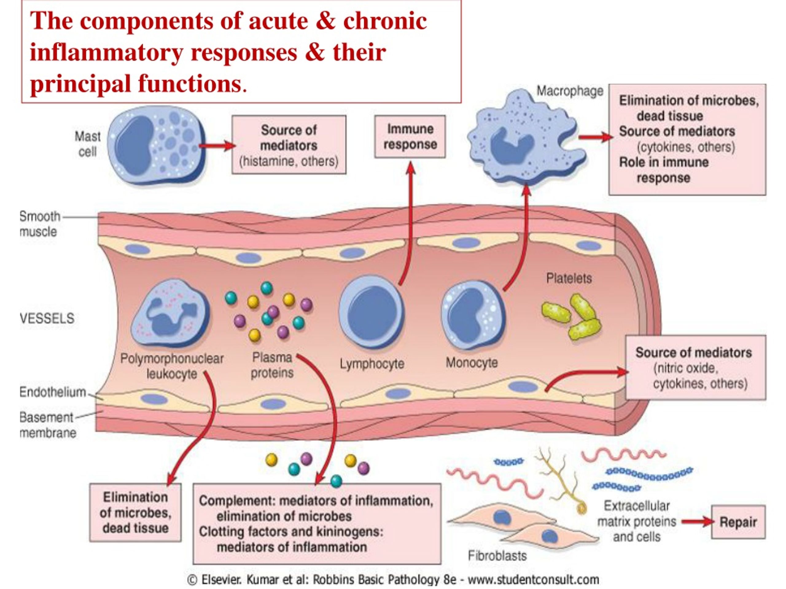 ppt-general-pathology-chapter-2-acute-and-chronic-inflammation