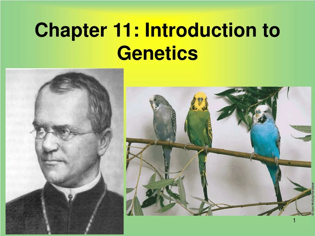 PPT - Chapter 11: Introduction To Genetics PowerPoint Presentation ...