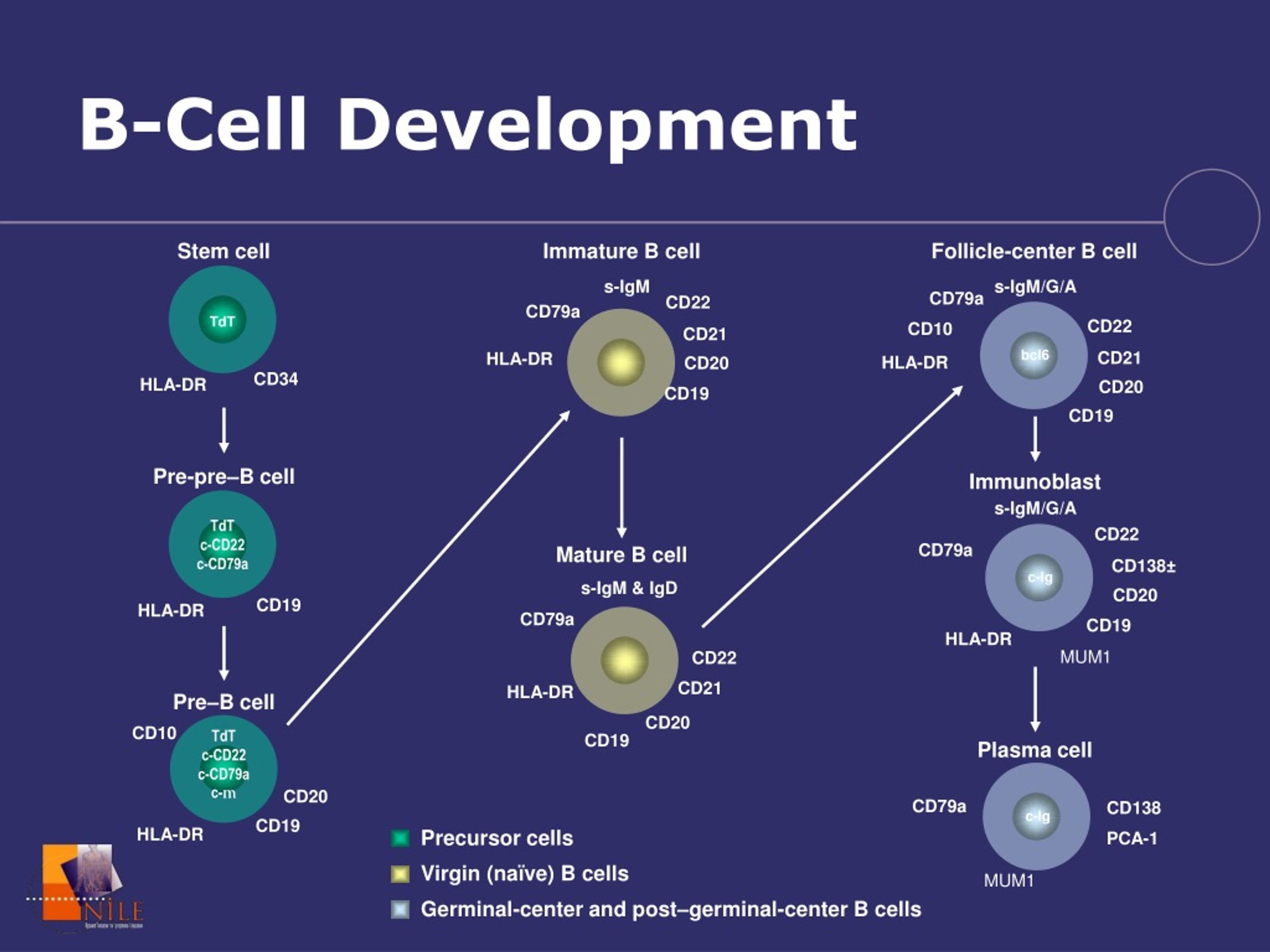 Развитие клетки это. B Cells. B Cell Development. Developmental Cell. B-Cell presentation AG.